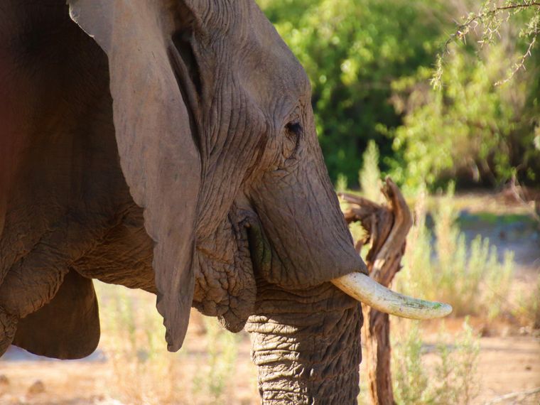 erfahrungsbericht-freiwilligenarbeit-namibia-rangerkurs-botswana-jacqueline-elefant-natucate