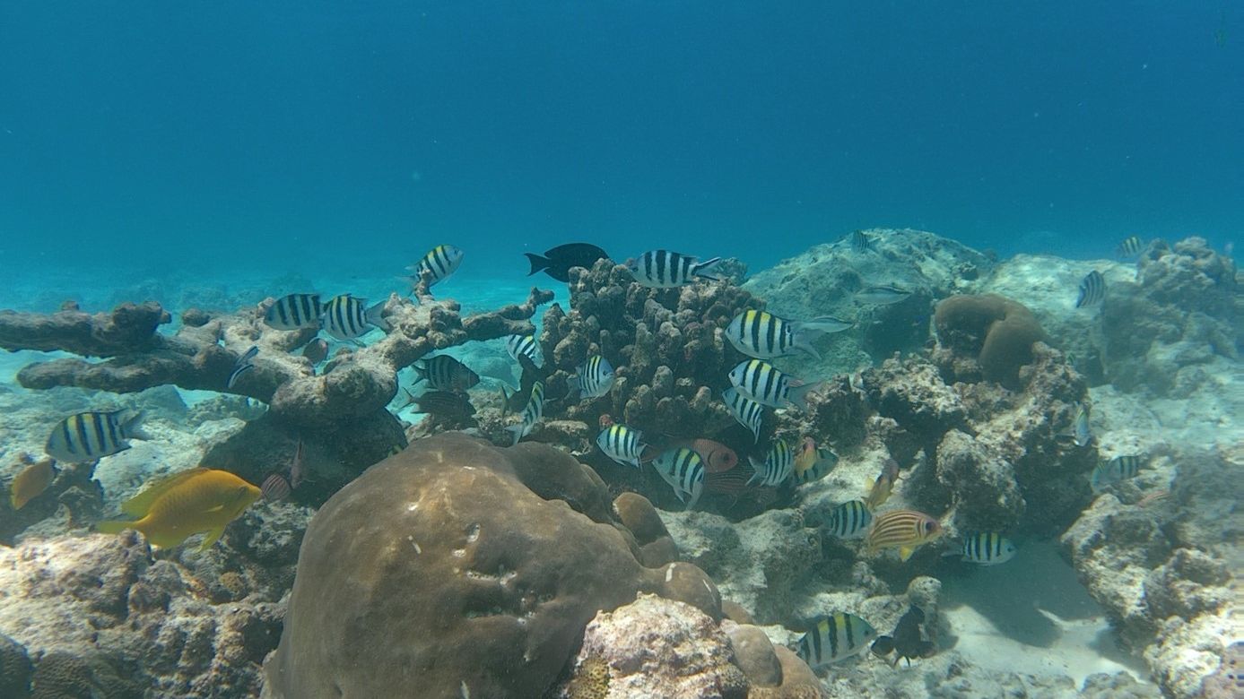 erfahrungsberichte-freiwilligenarebit-seychellen-north-island-romy-unterwasser