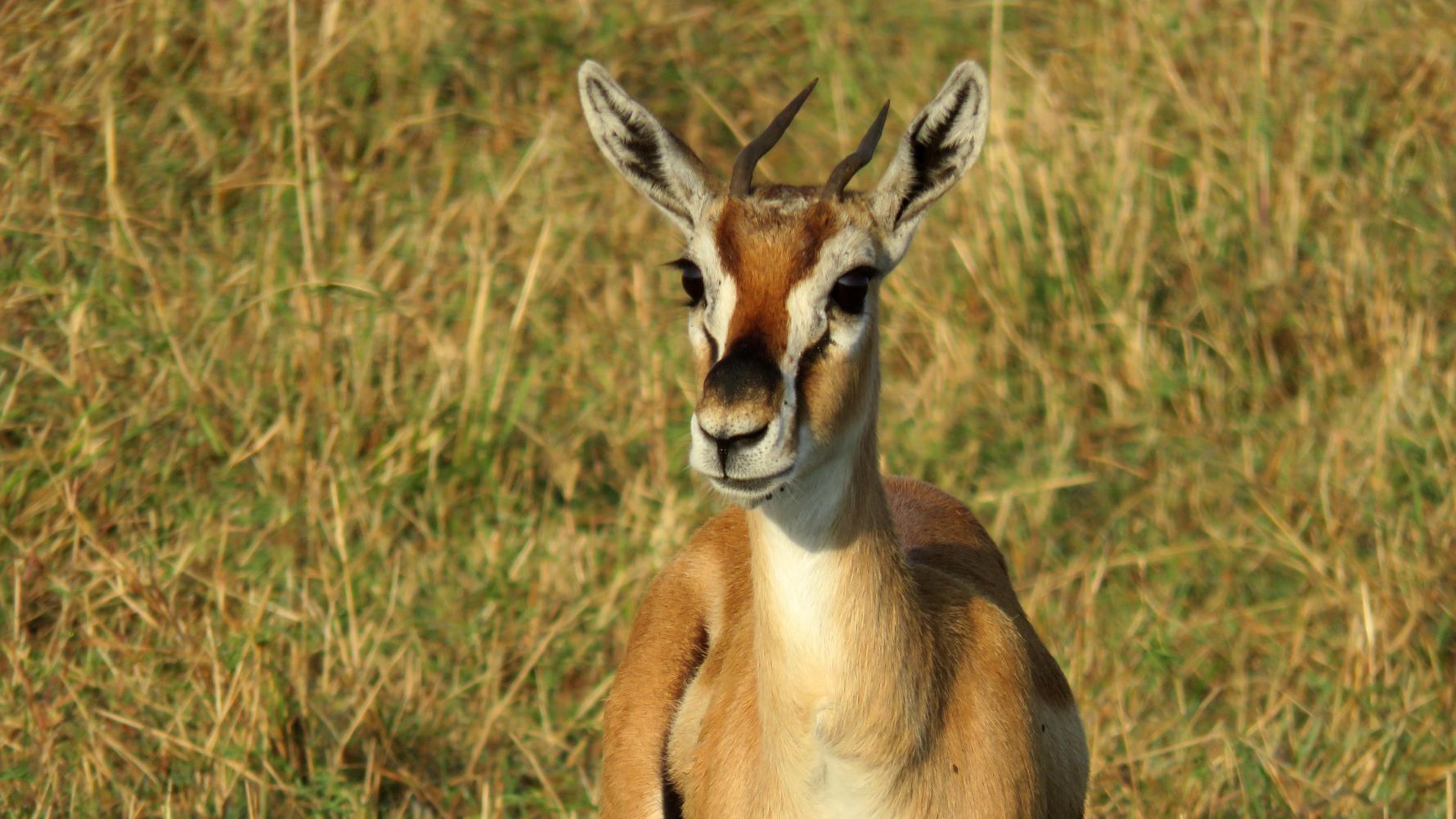 Safari-Urlaub Ostafrika: Thomson-Gazelle in der Savanne von Kenia