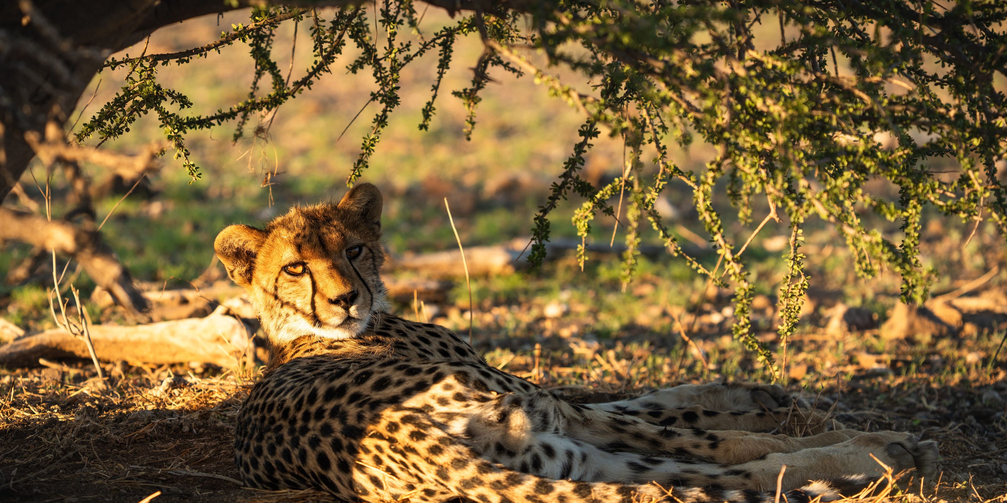 natucate-guide-course-south-africa-et-svenja-young-cheetah