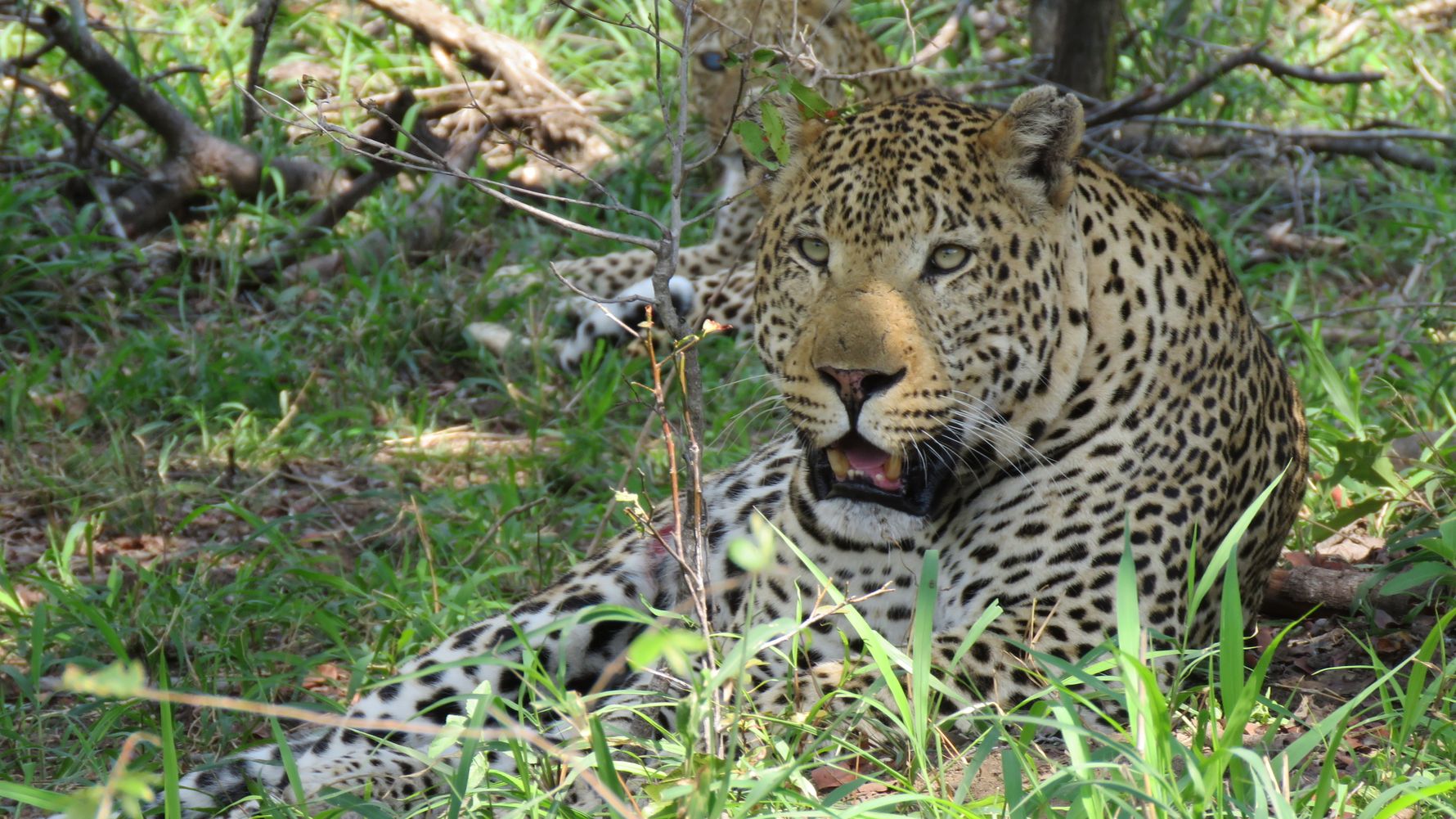 erfahrungsbericht-suedliches-afrika-kundenfotos-sabbatjahr-fgl1-leopard-natucate