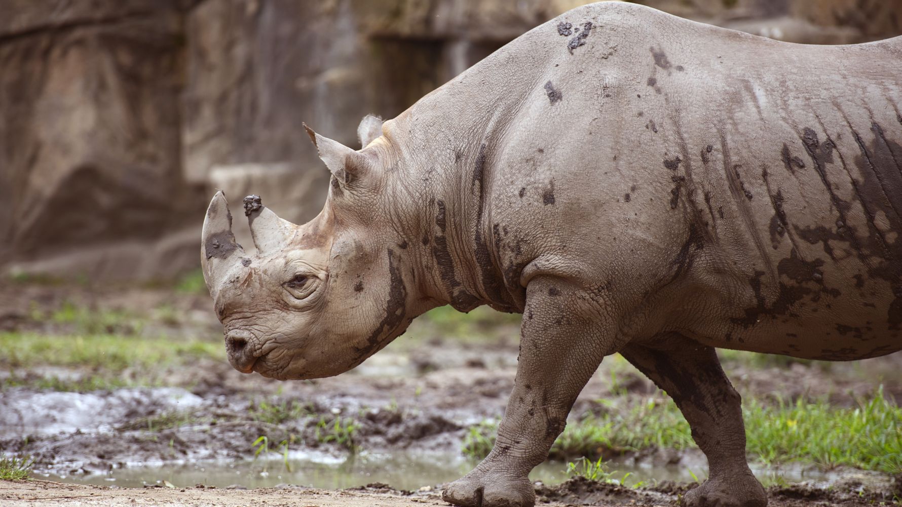 Ein Spitzmaulnashorn durchstreift die Landschaft Simbabwes auf der Suche nach Nahrung