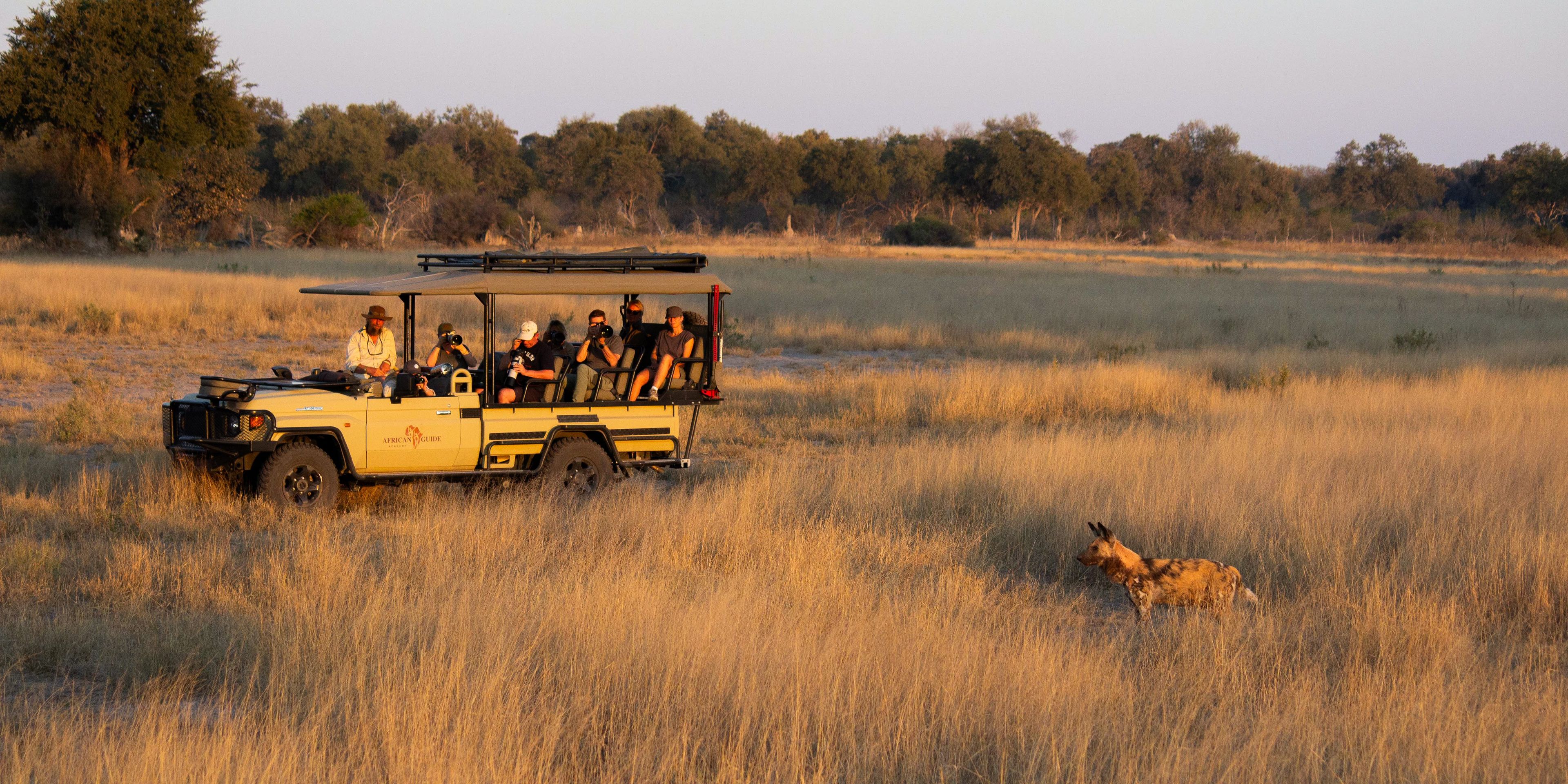 Game drive in Kwapa with a Wild Dog