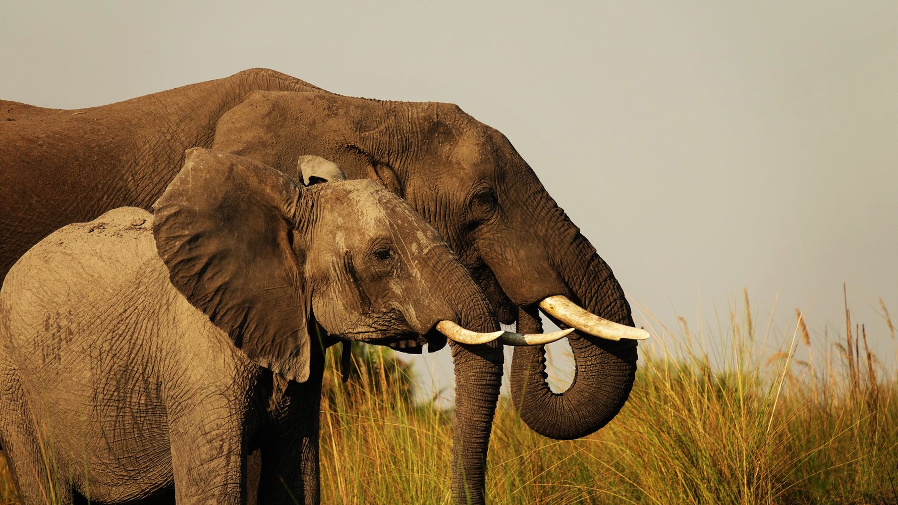 landingpage-rangerkurse-botswana-elefanten-natucate