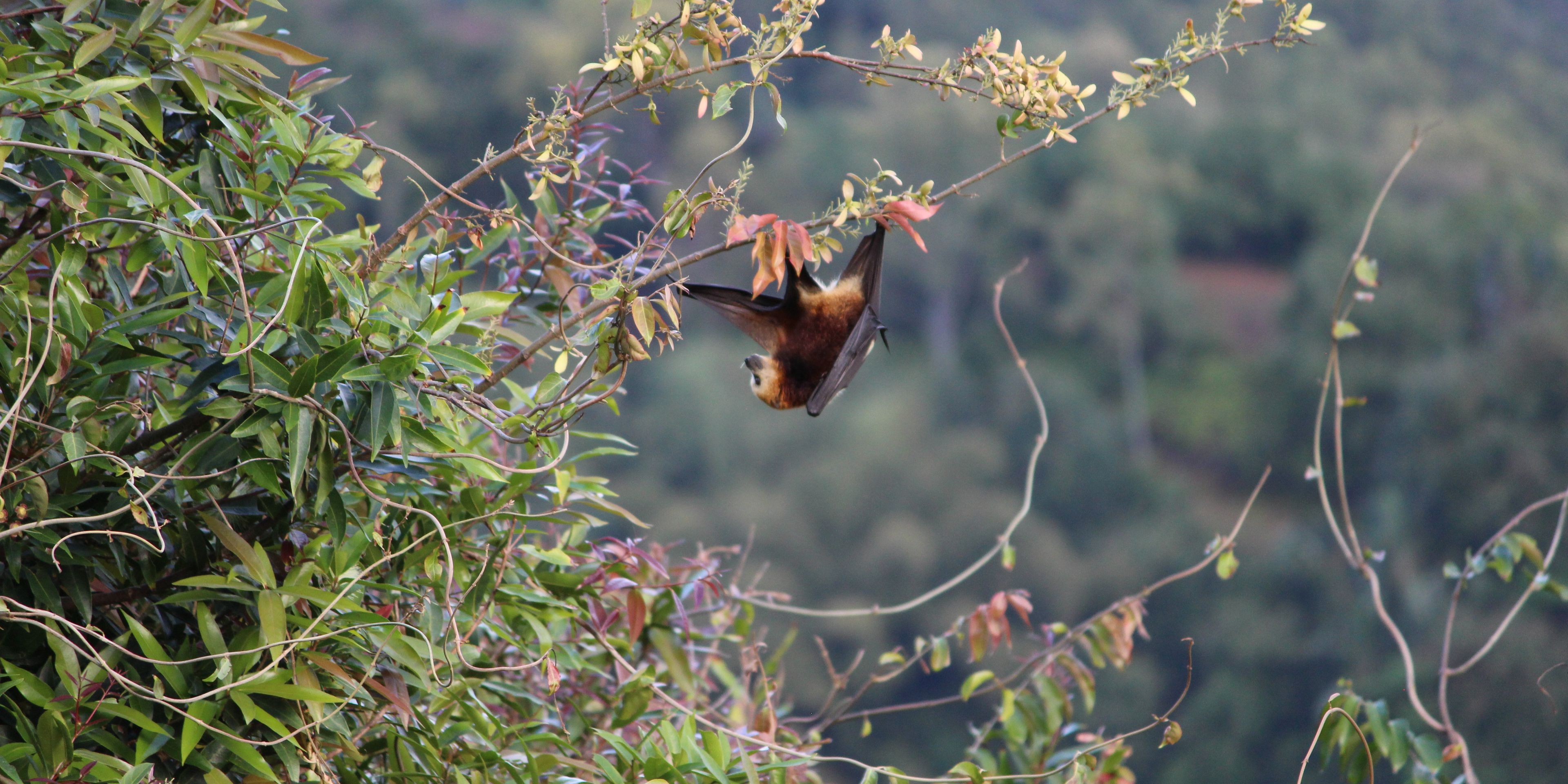 A Mauritius fruit bat hanging in a tree on the island