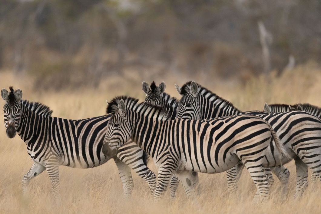 naturkurs-botswana-track-and-trail-zebras-natucate