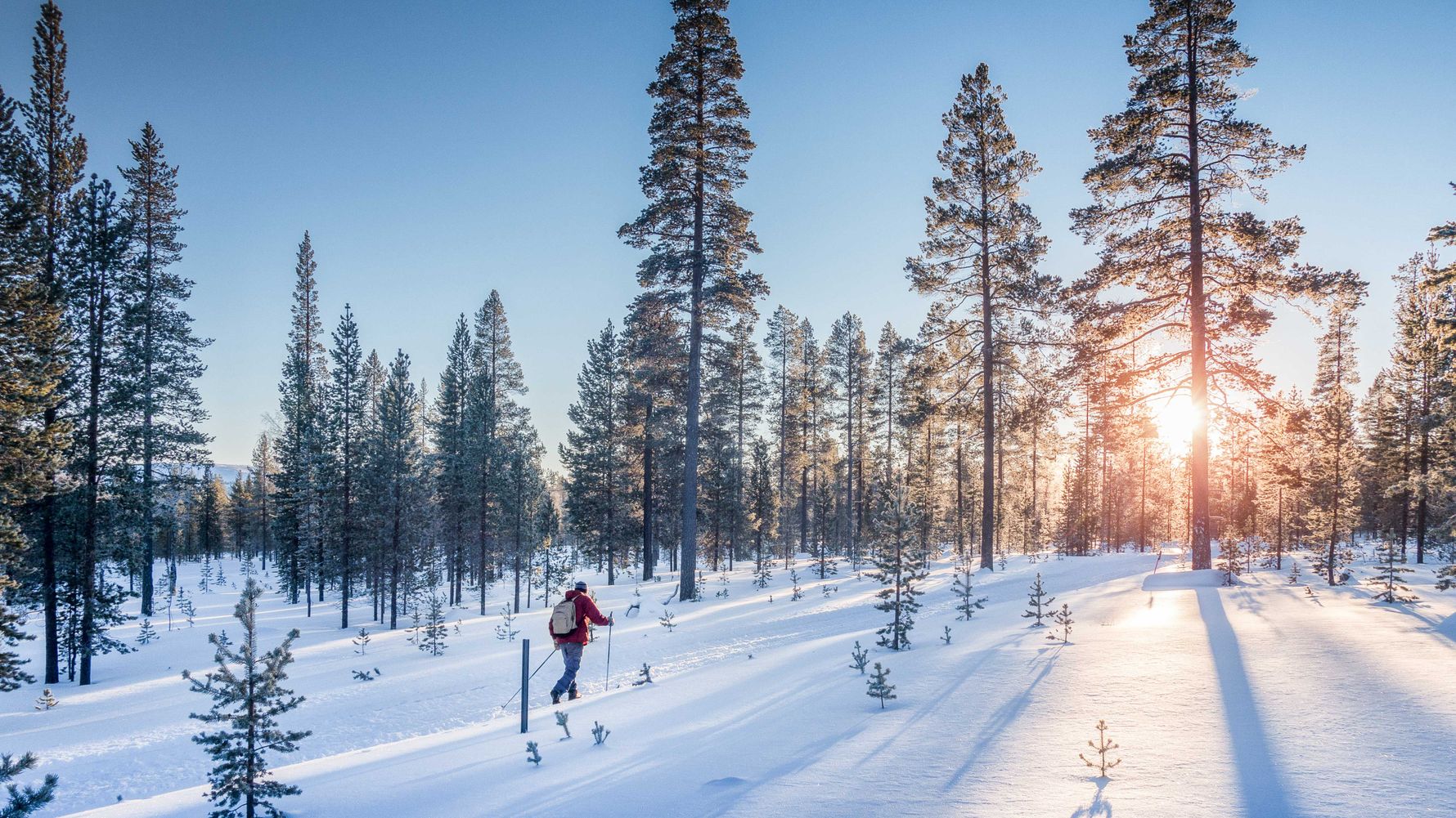 laenderinformationen-schweden-lappland-wald-schnee-natucate