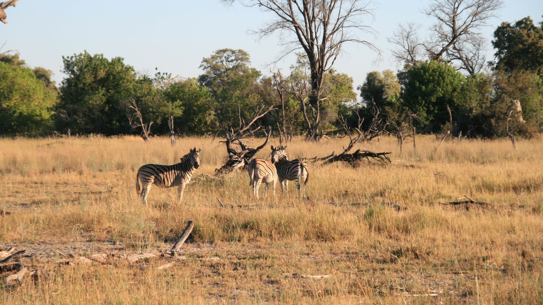 erfahrungsberichte-rangerkurse-botswana-field-guide-grundausbildung-birgit-zebras-natucate