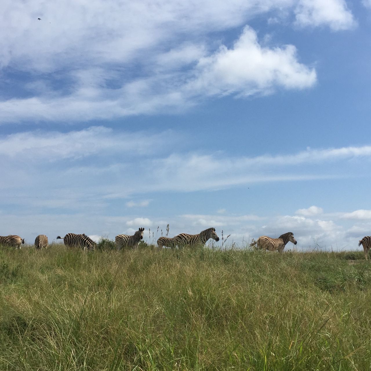 Gap Year Suedafrika: Eine Gruppe Zebras direkt neben der Schotterstrasse