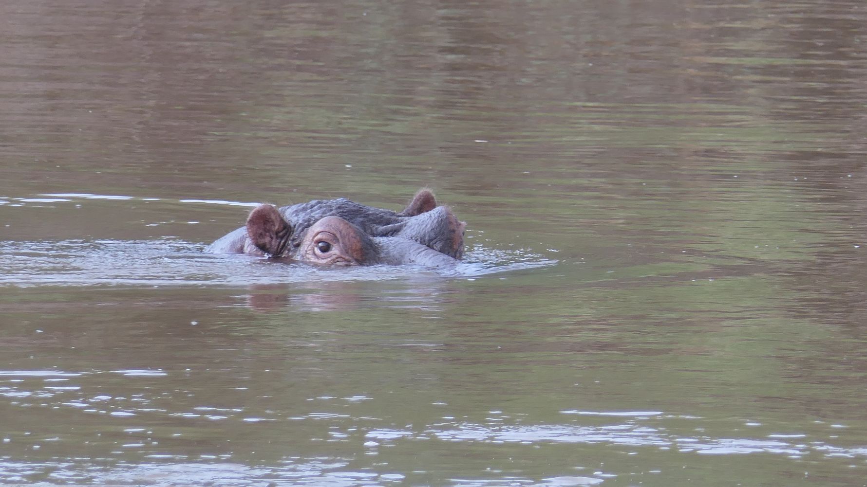 erfahrungsbericht-suedafrika-naturausbildung-tracking-fotografie-kundenfotos-flusspferd-natucate