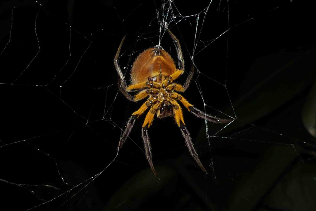 Eine Eriophora Fuliginea Spinne spinnt ihr Netz im Freien. Diese tropische Spinne ist von der Unterseite zu sehen und ihr dunkelbraun bis hellbraun gelbliche Färbung ist gut erkennbar. Es handelt sich um eine Nachtaufnahme.