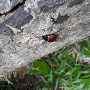 erfahrungsbericht-peru-mira-grafe-nacht-kafer