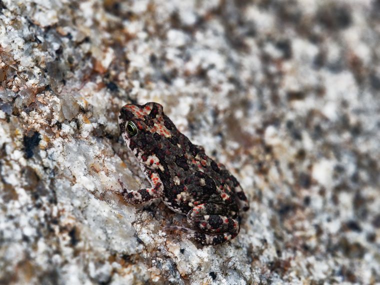 rangerausbildung-wissen-amphibien-natucate