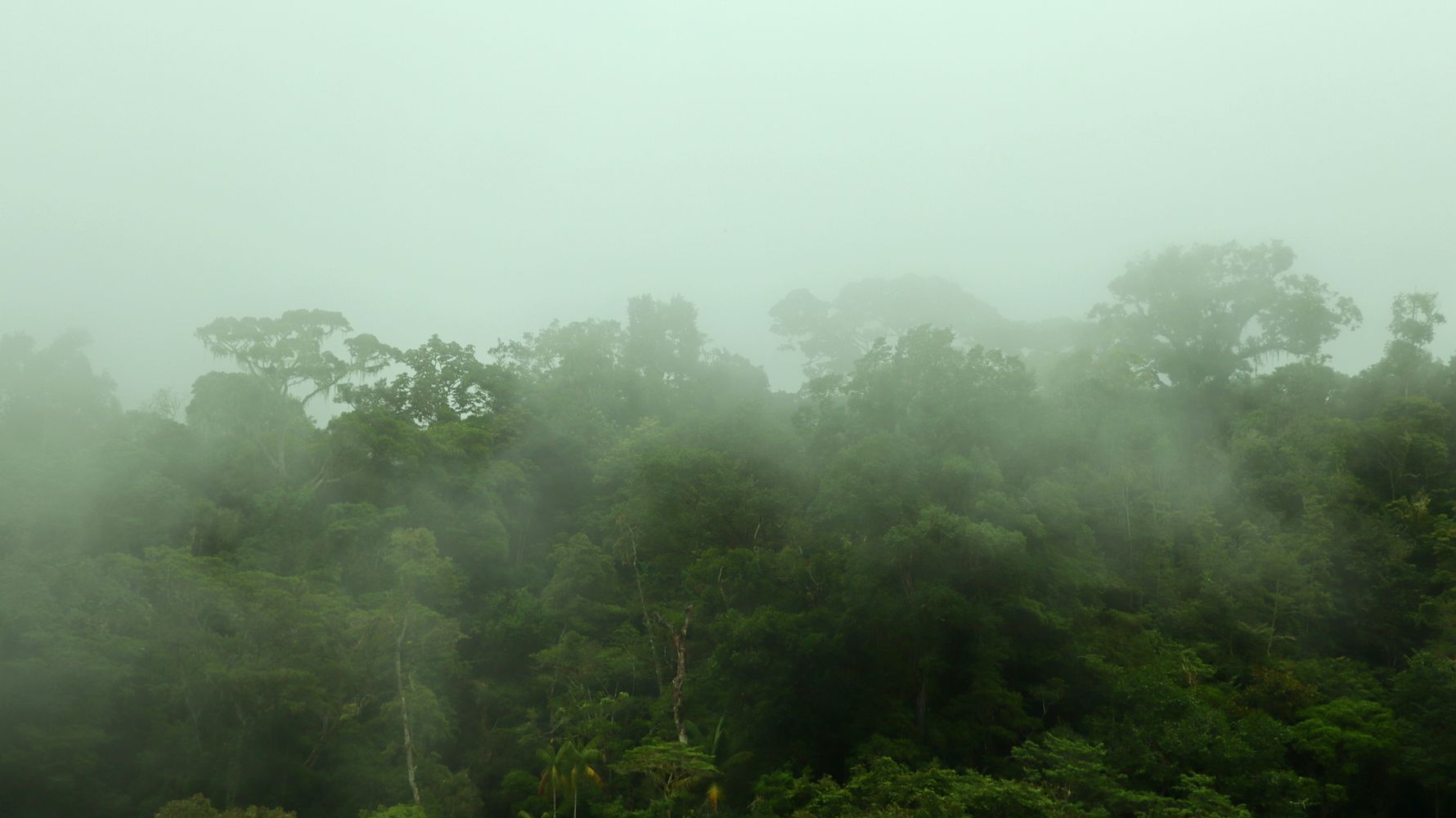 erfahrungsbericht-freiwilligenarbeit-costa-rica-forestconservation-lennart-dusk-natucate.jpg