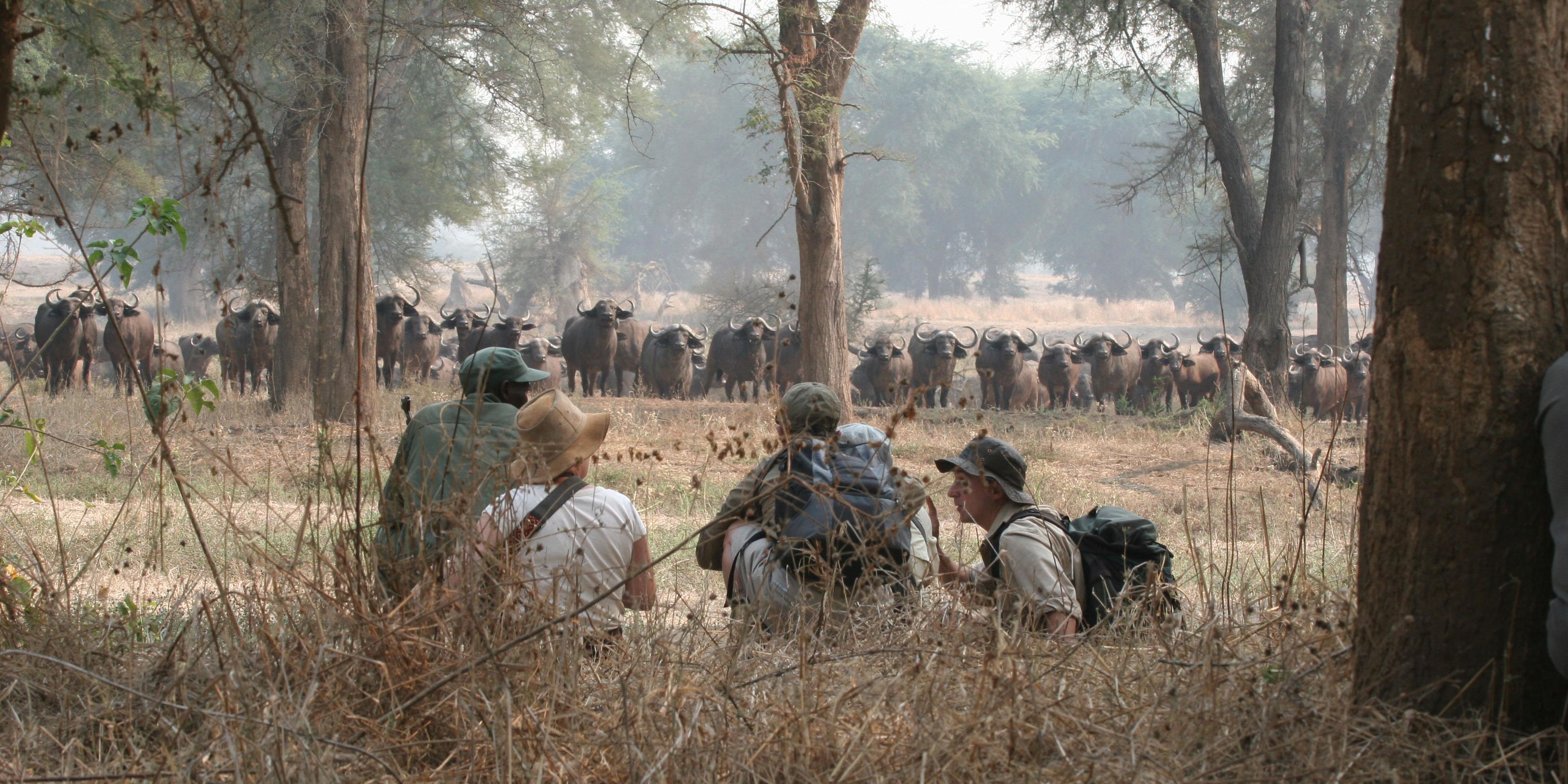 natucate-safari-zimbabwe-hwange-tracking-trailing