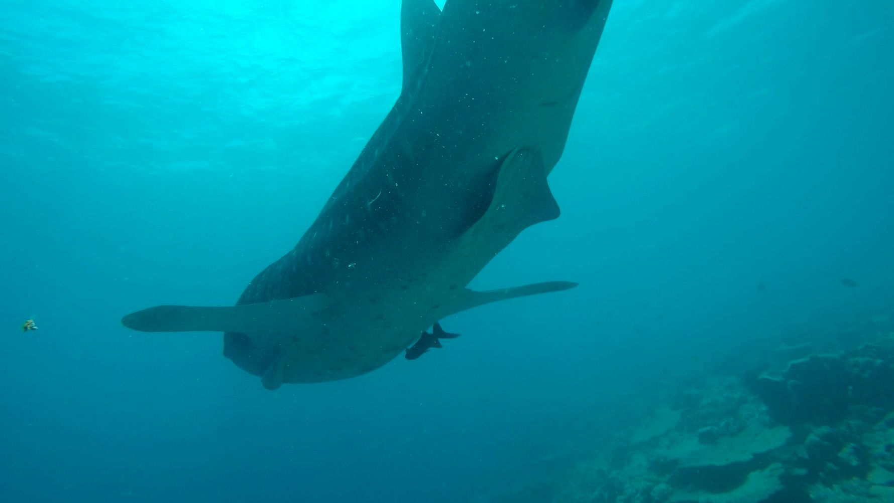Marine conservation: Walhaie sind vom Aussterben bedrohnt und benoetigen besonderen Schutz