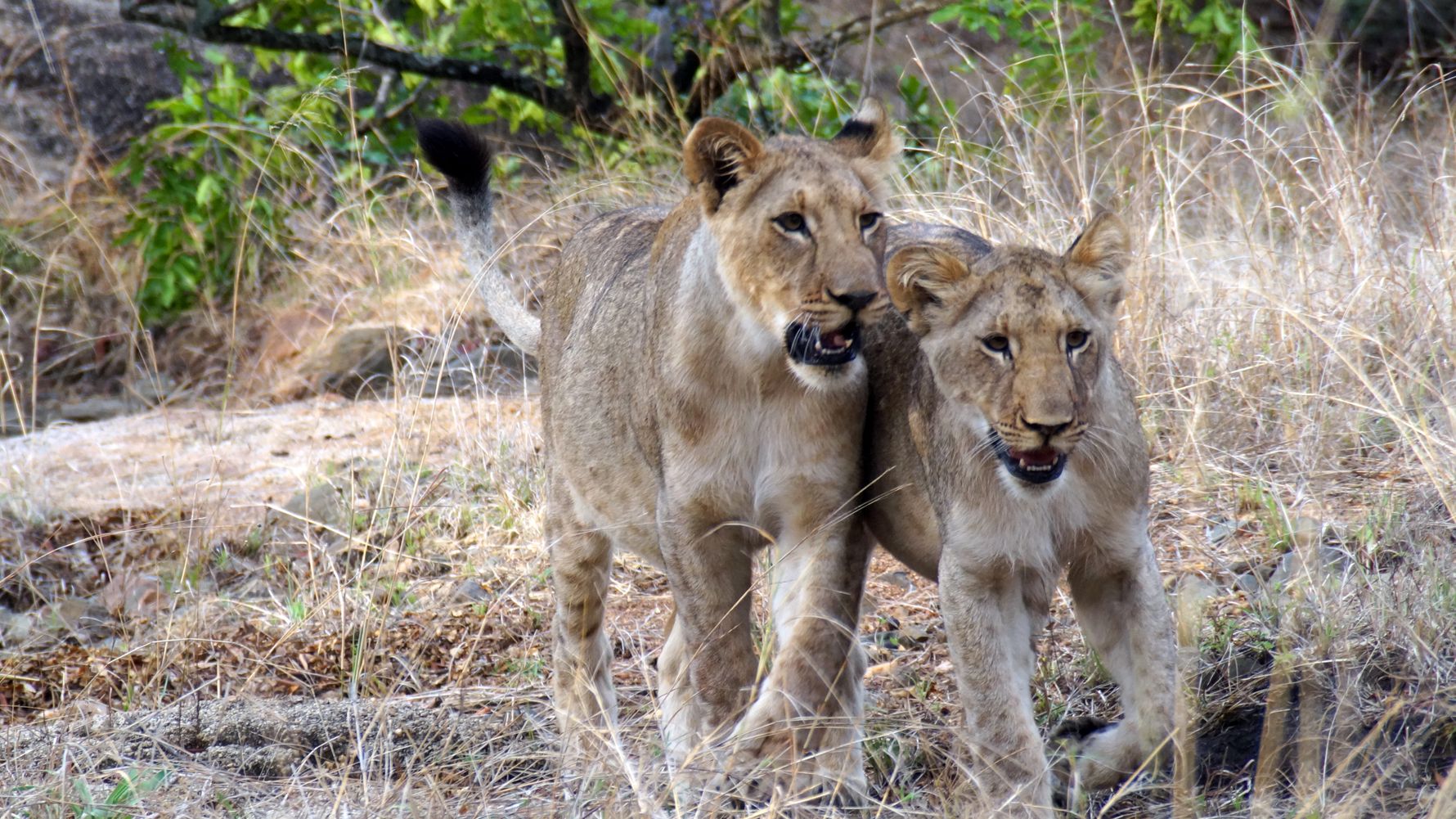 erfahrungsbericht-ecoquest-suedafrika-corinna-loewen-natucate
