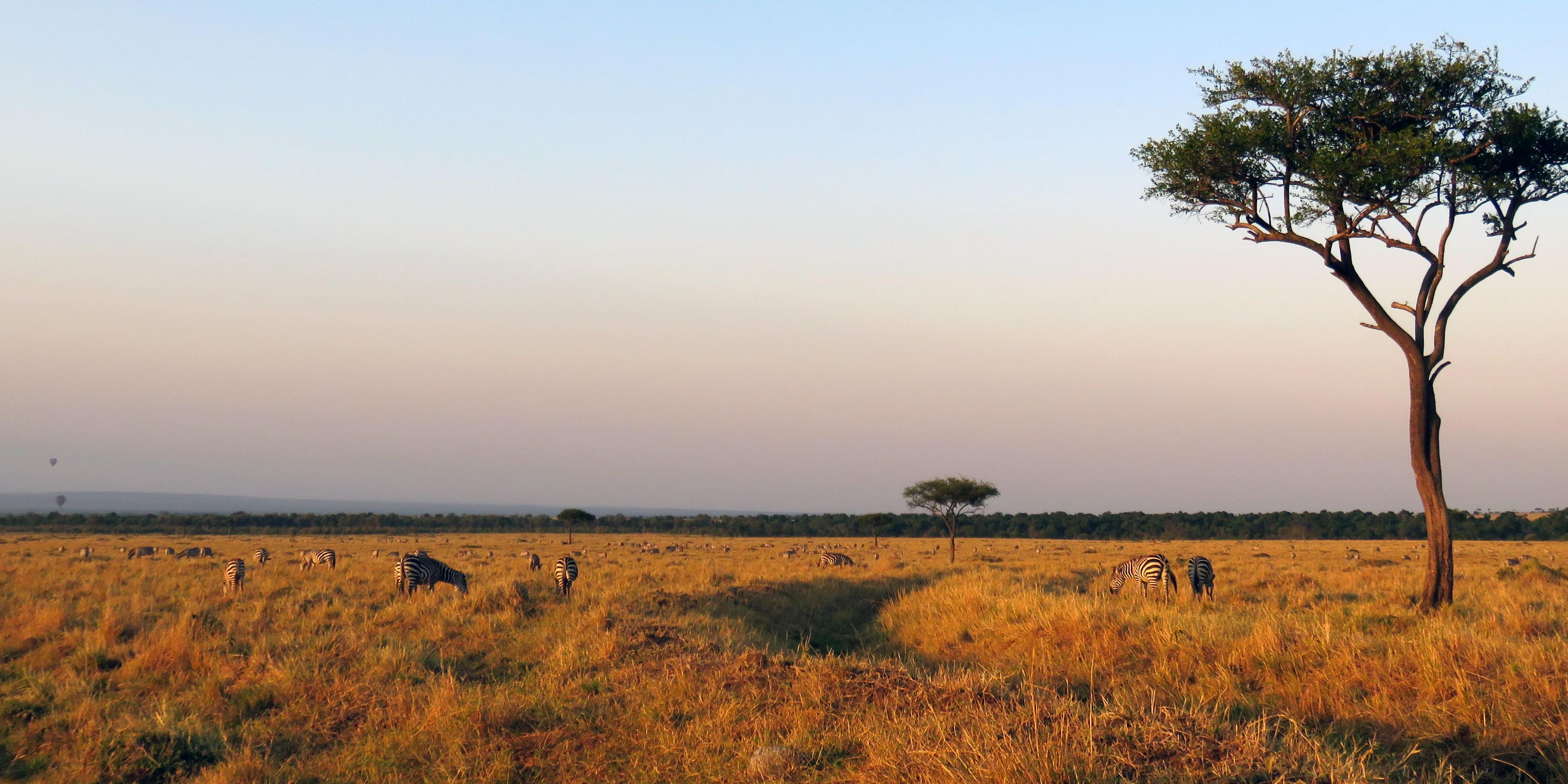natur-und-rangerkurs-kenia-field-guide-level1-zebras-natucate