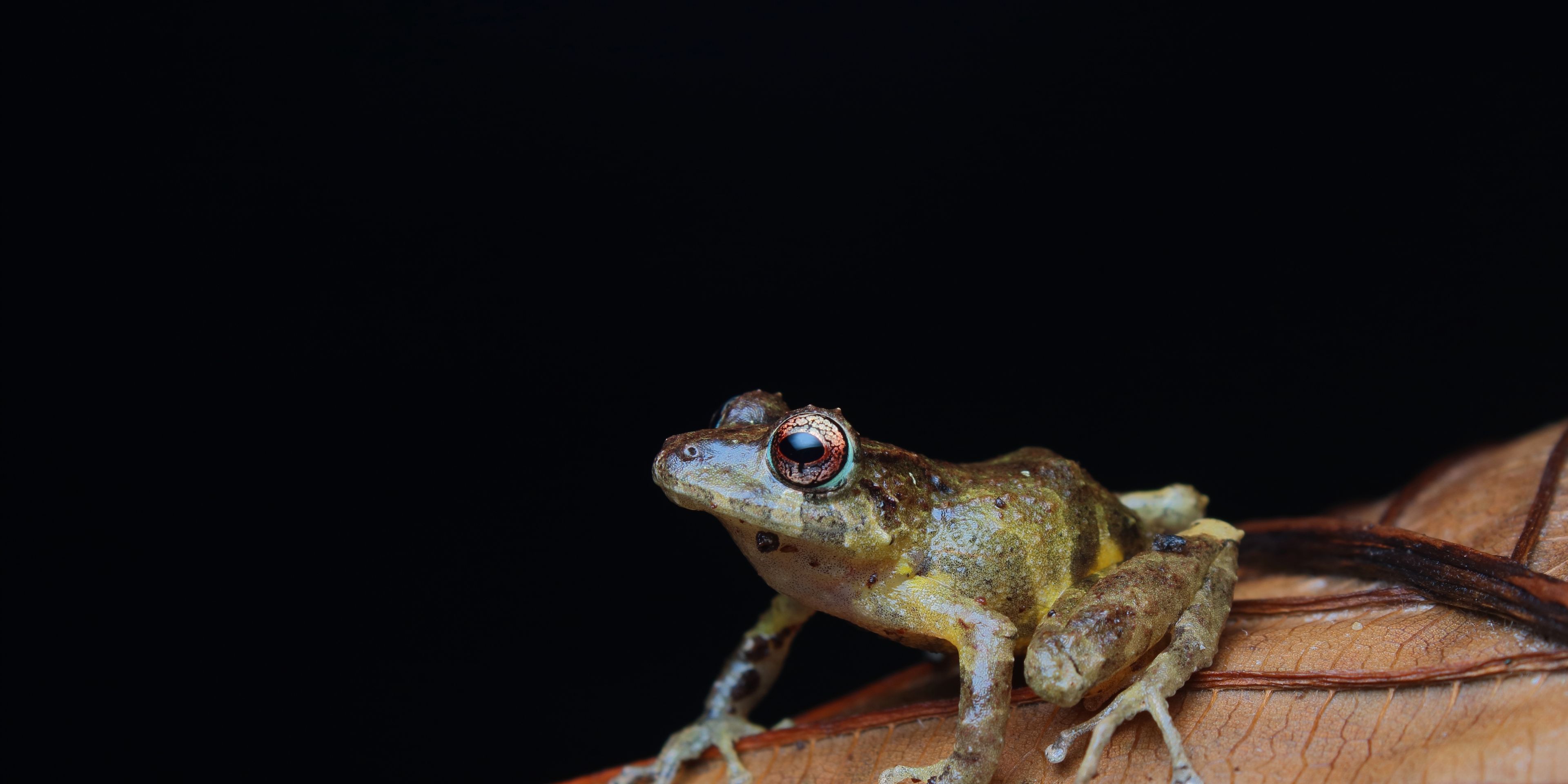 natucate-volunteering-costa-rica-forest-conservation-frog