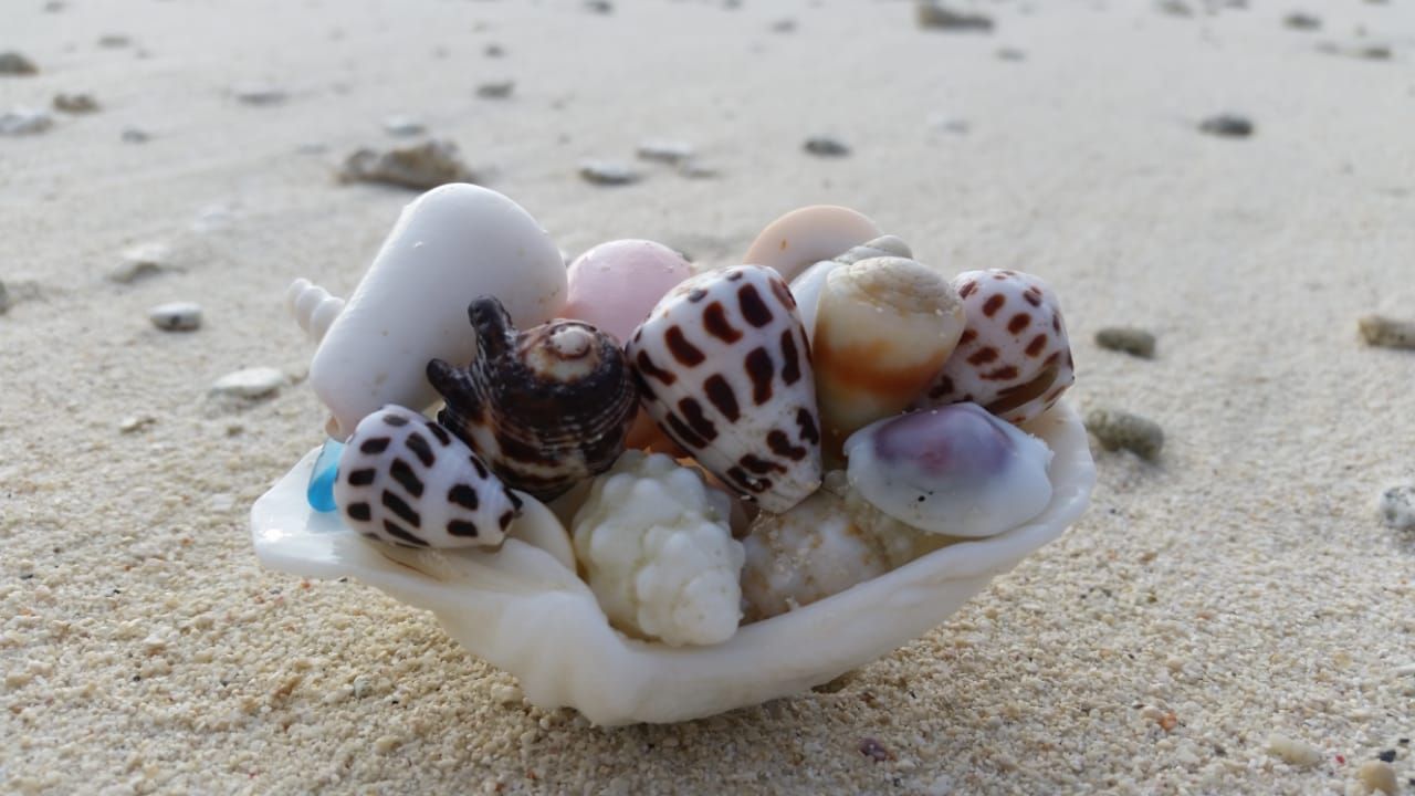 blog-sabbatjahr-rechtliche-fragen-muscheln-natucate