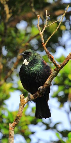 Aufnahme eines eleganten Vertreters der Avifauna an der neuseelaendischen Kauri Coast