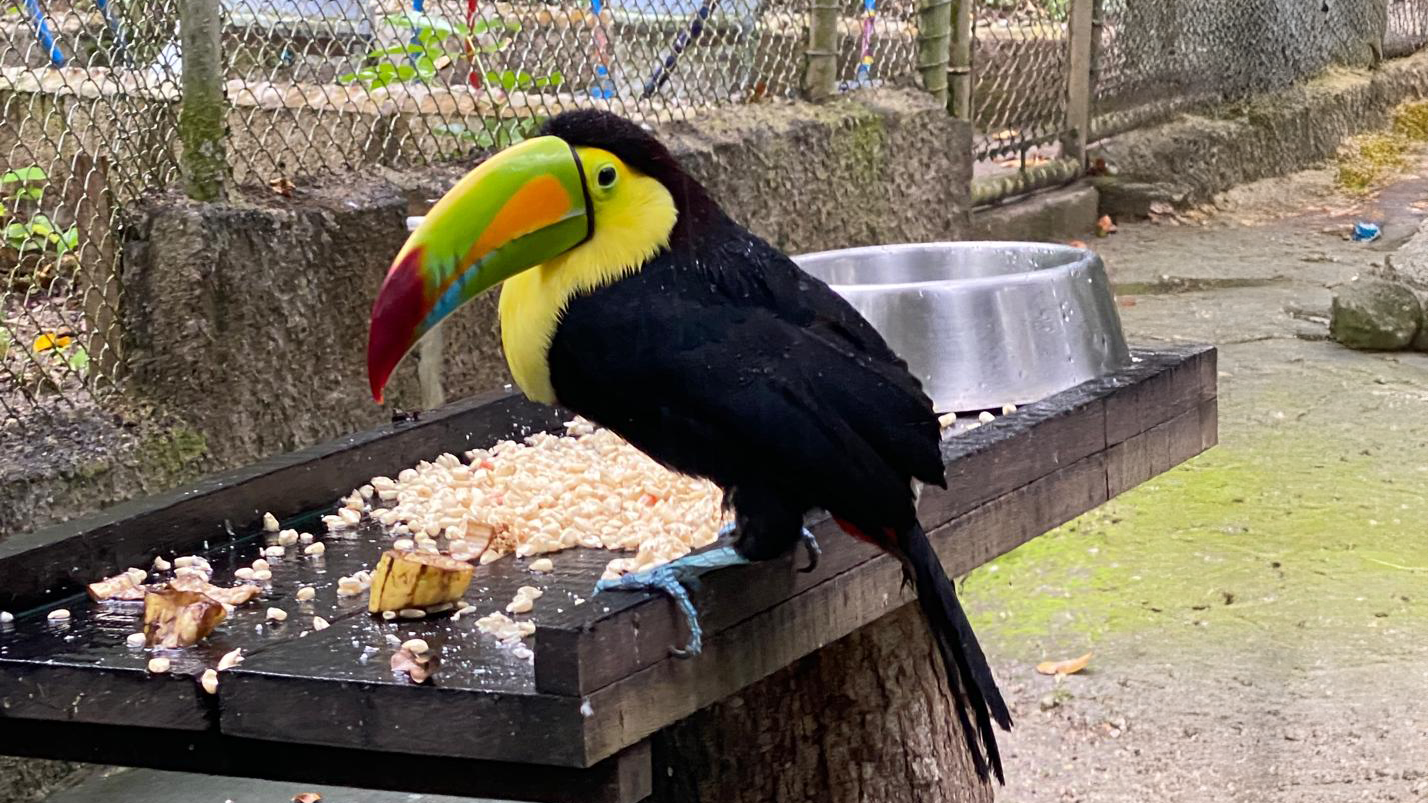 blog-erfahrungsbericht-freiwilligenarbeit-guatemala-magdalena-toucan