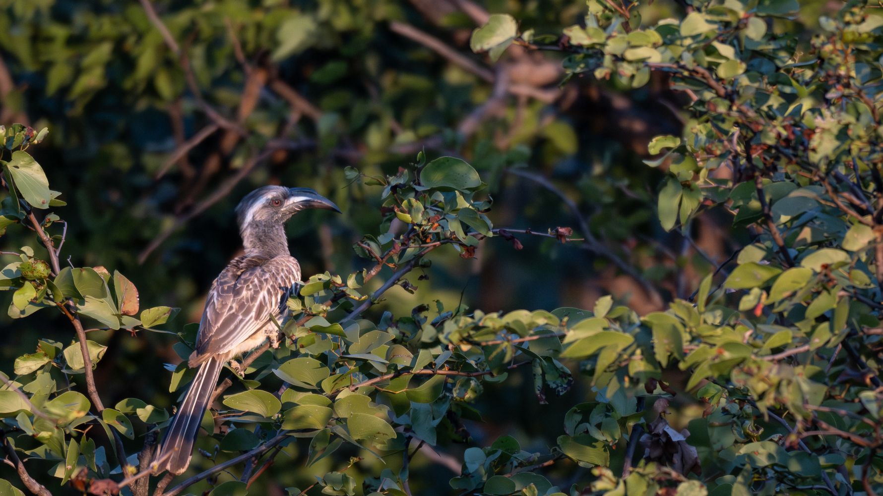 Grauer Vogel in Simbabwe