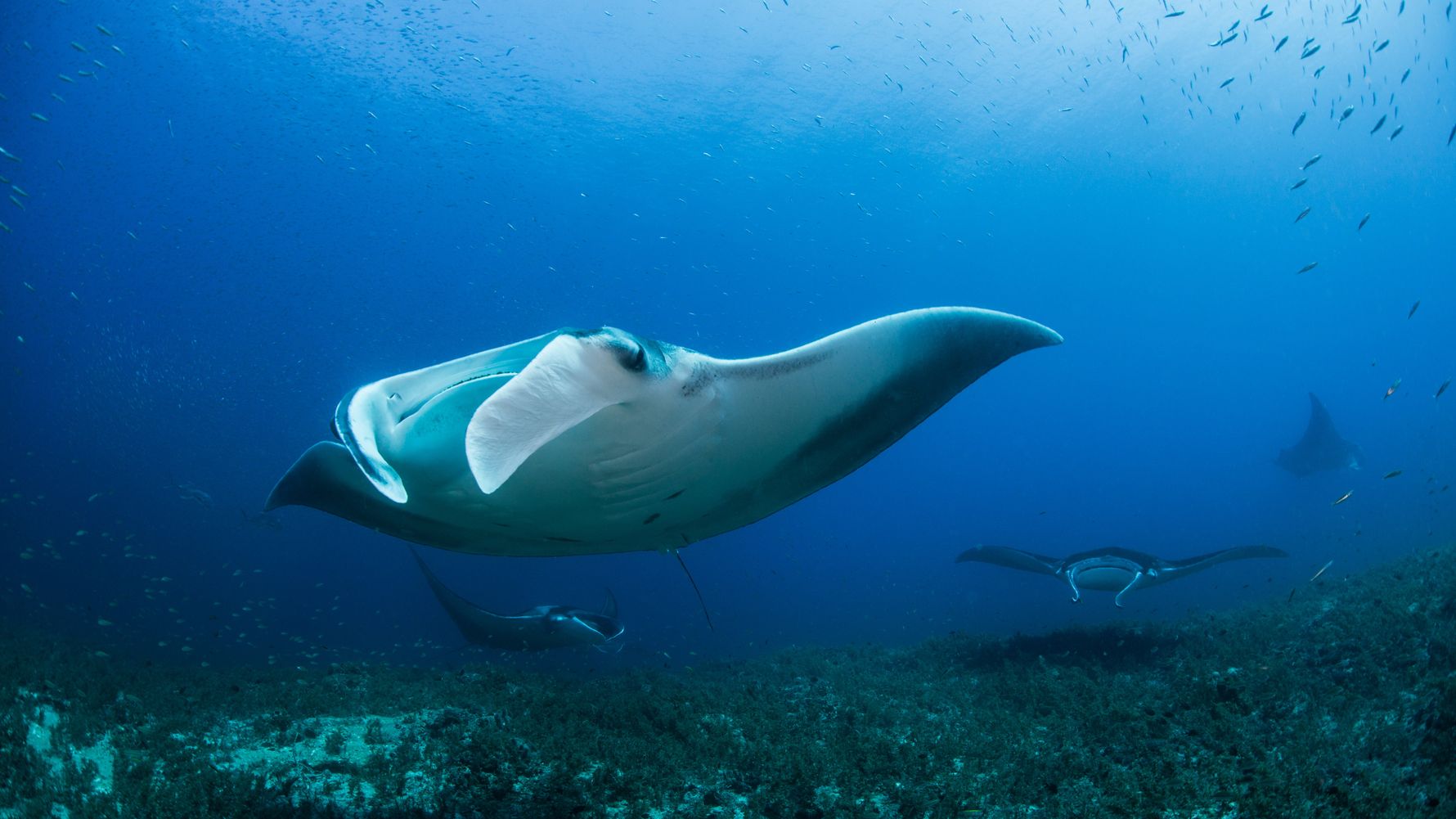 Manta-Rochen