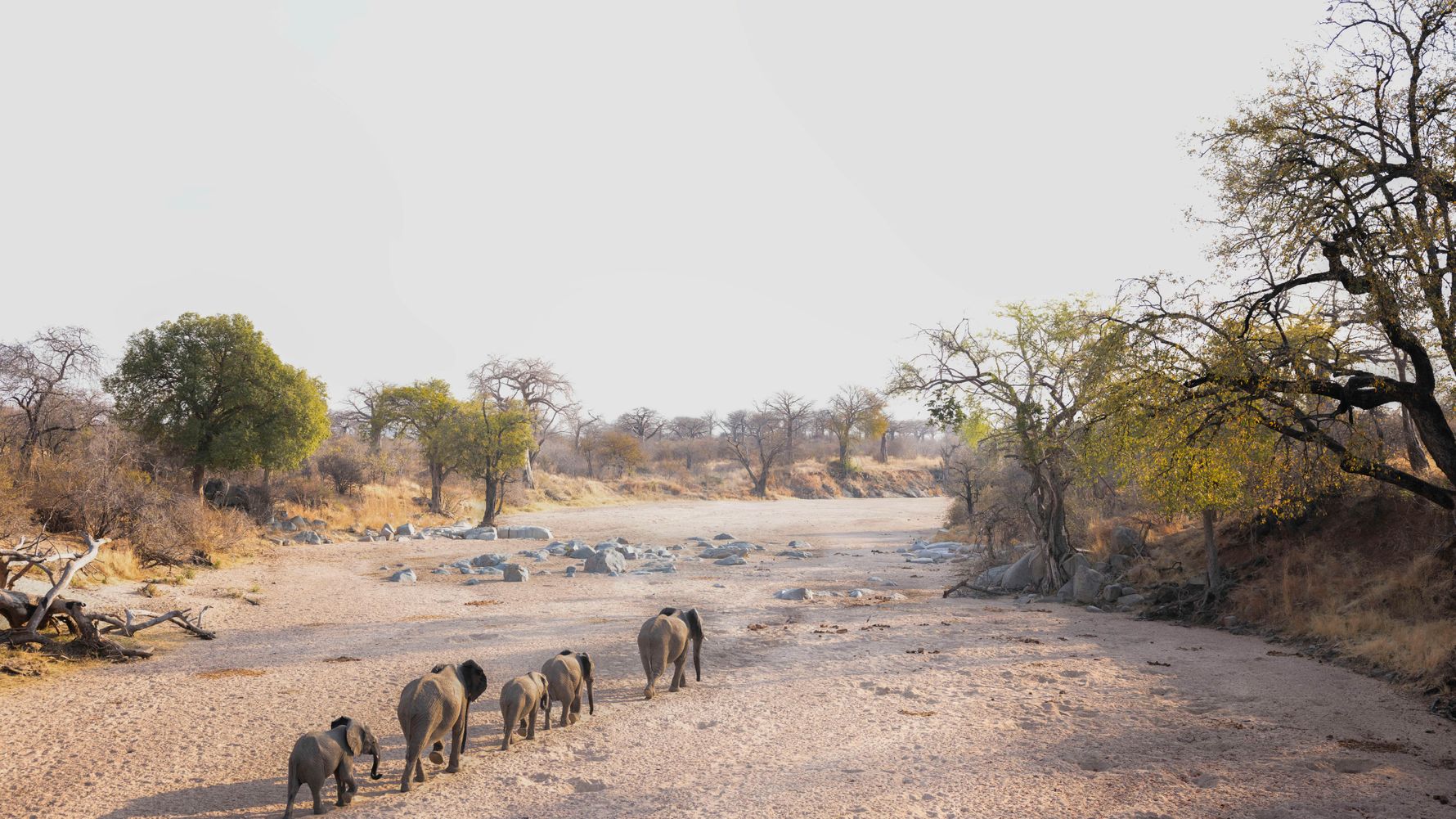 Elephant herd walking through riverbed in Tanzania