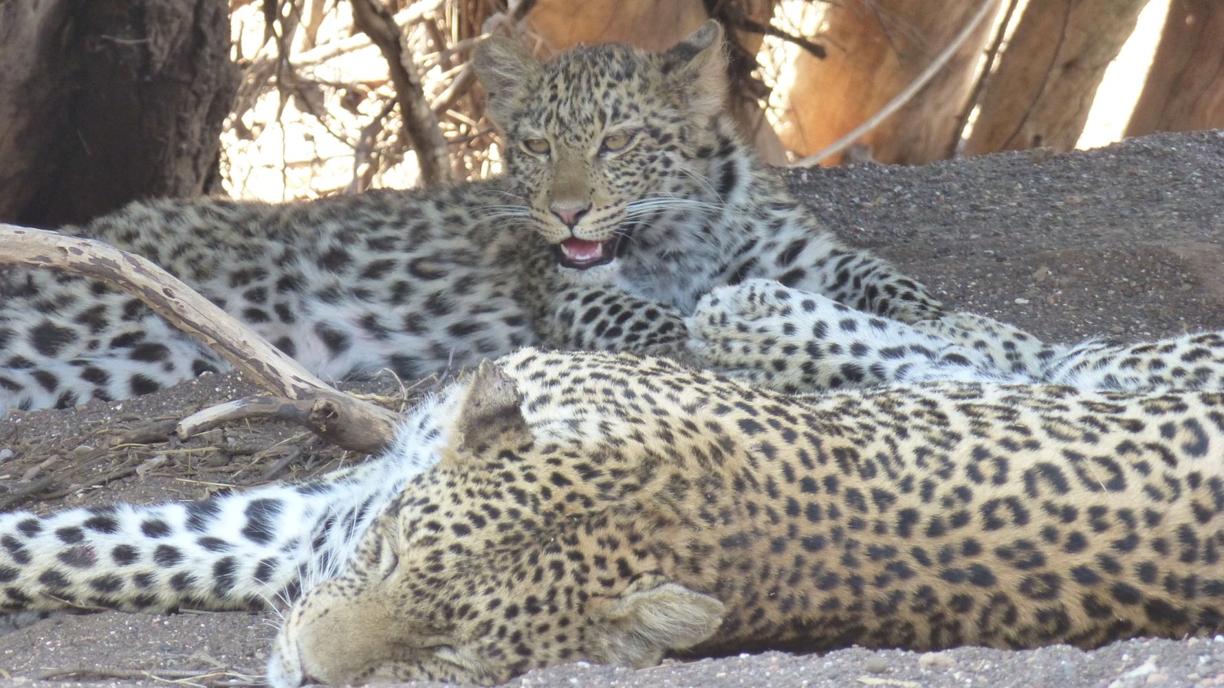 erfahrungsbericht-suedliches-afrika-kundenfotos-sabbatjahr-fgl1-leoparden-natucate