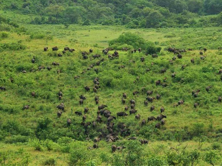 blog-ratgeber-suedafrika-kwazulu-natal-buffalo-herde-natucate