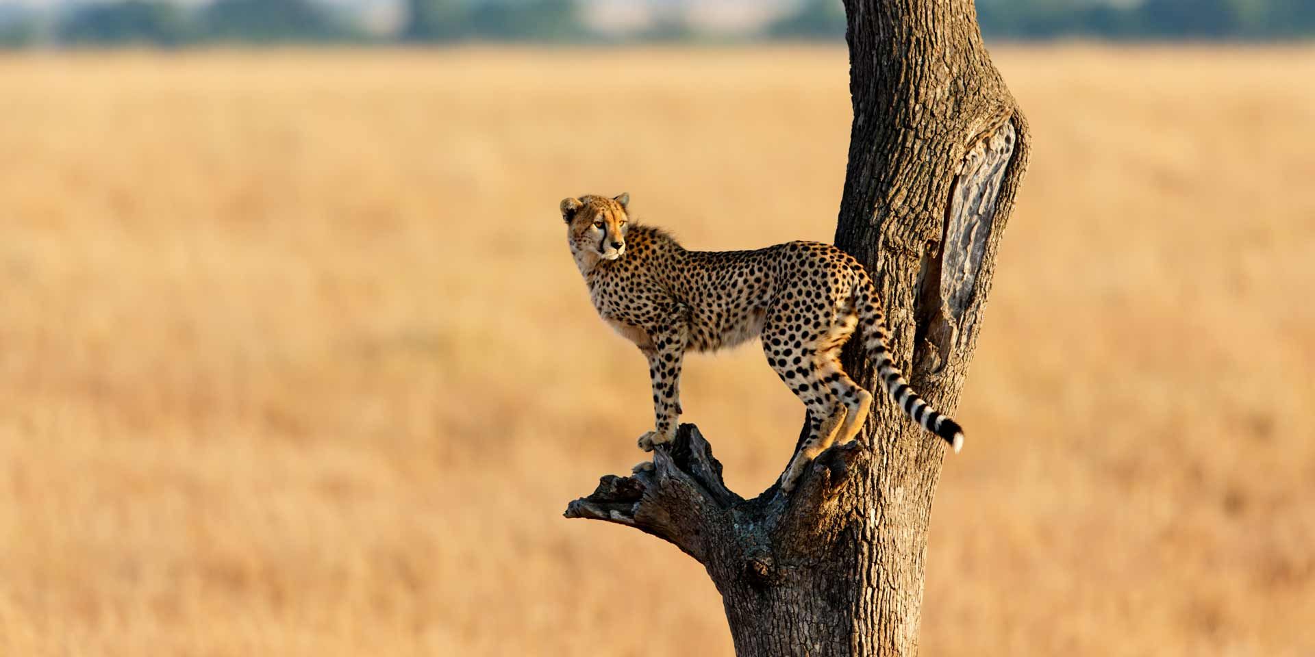 Guides beobachten einen Gepard auf Jagd in der kenianischen Steppe waehrend eines Rangerkurses