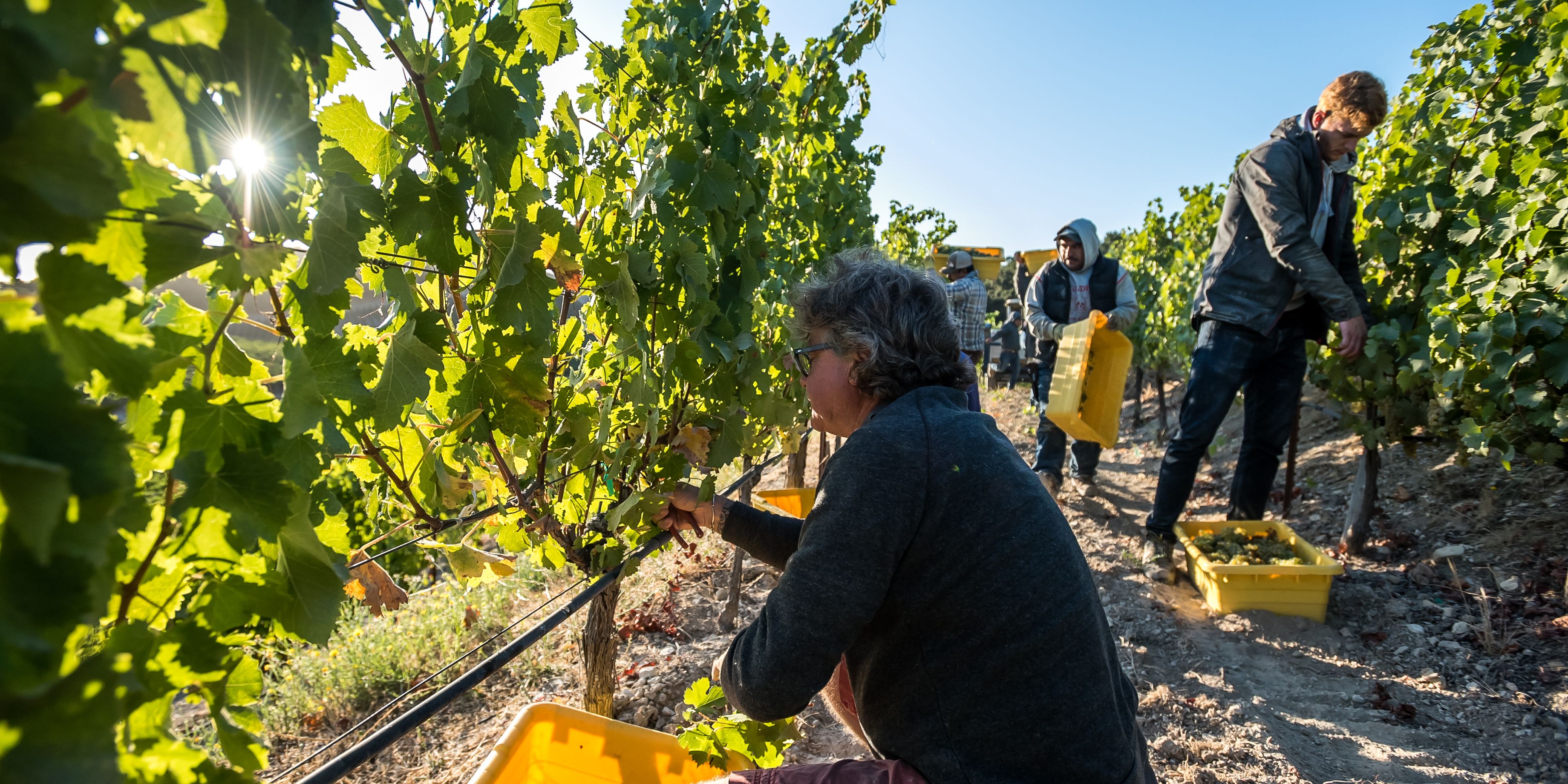 Praktikanten und Helfer bei der Traubenernte auf dem Weinberg einer Winzerei in Kalifornien