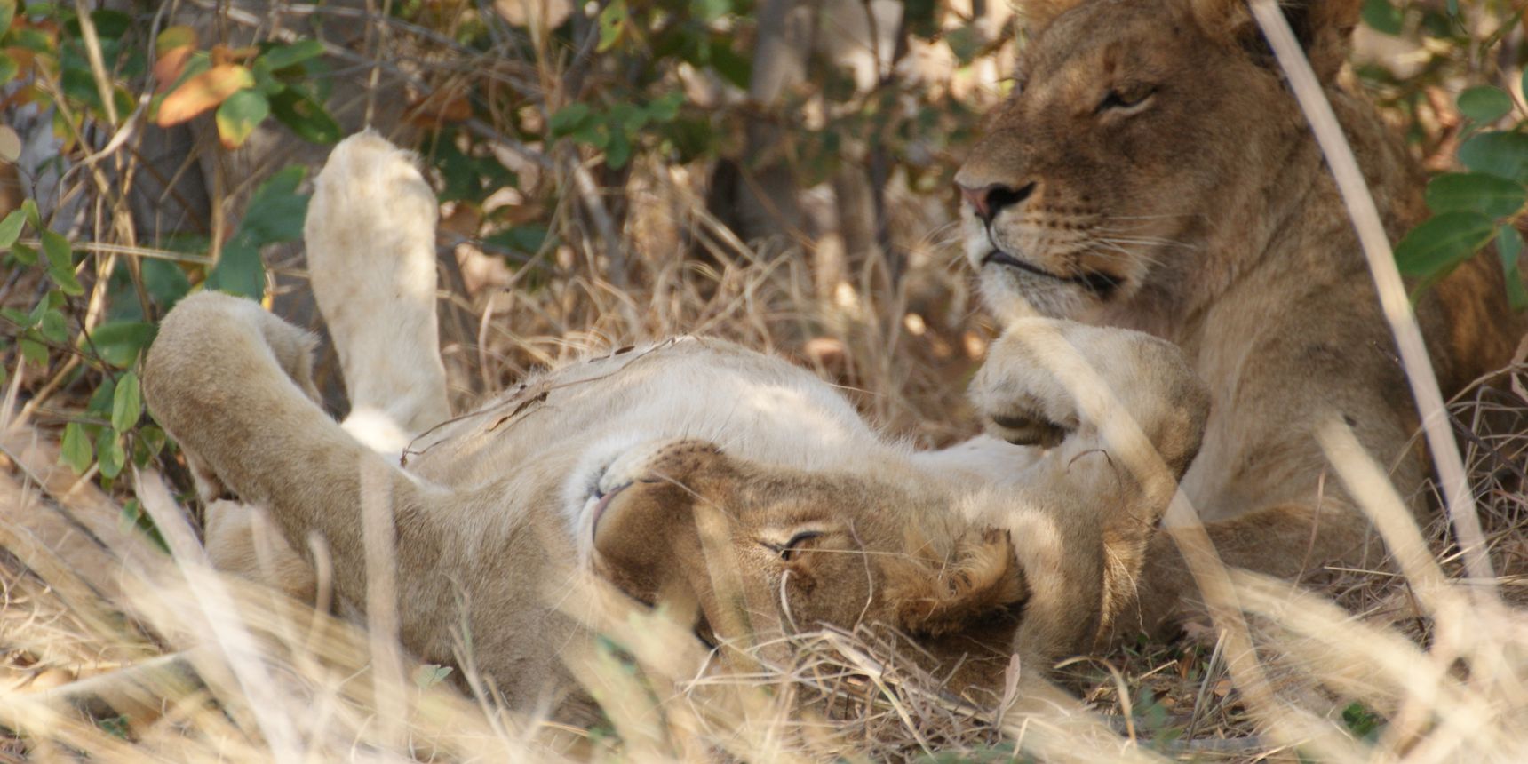 nein-zur-loewenzucht-loewenweibchen-blog-natucate