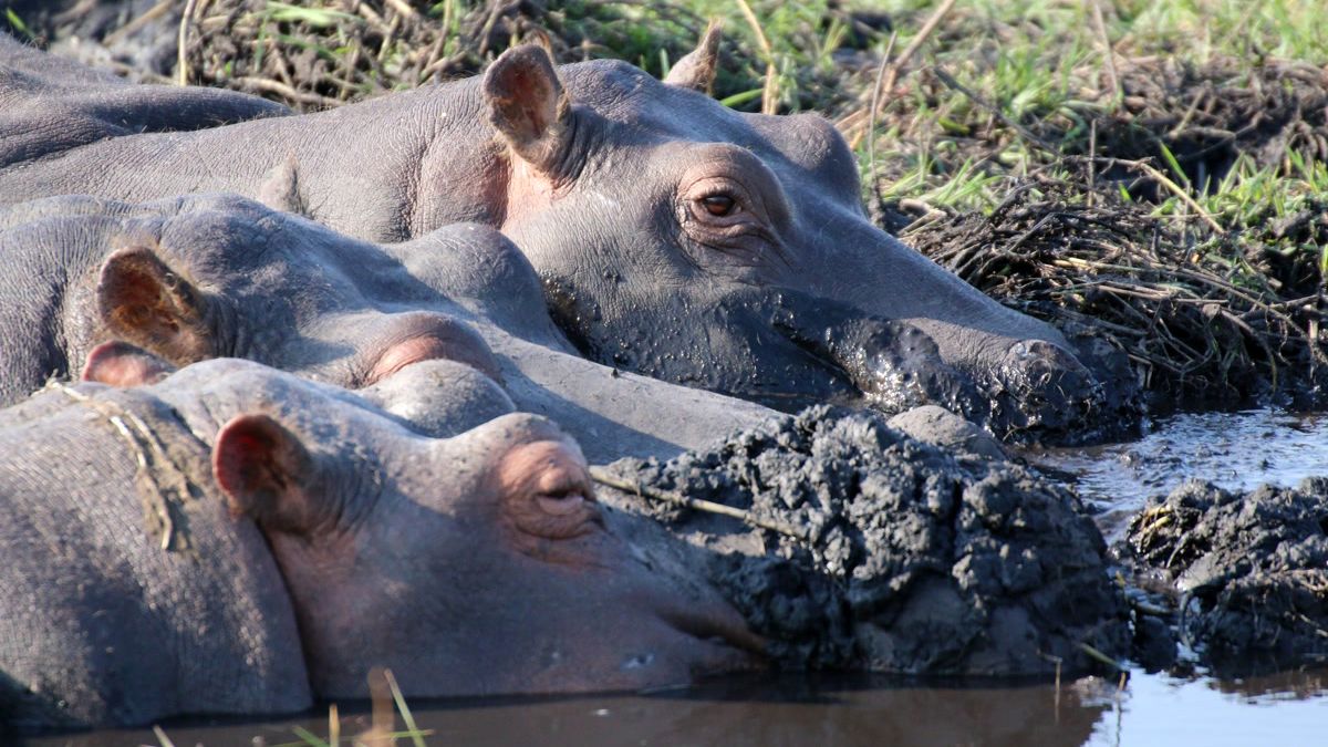 Nilpferde beim Schlammbad in der Wildnis von Simbabwe