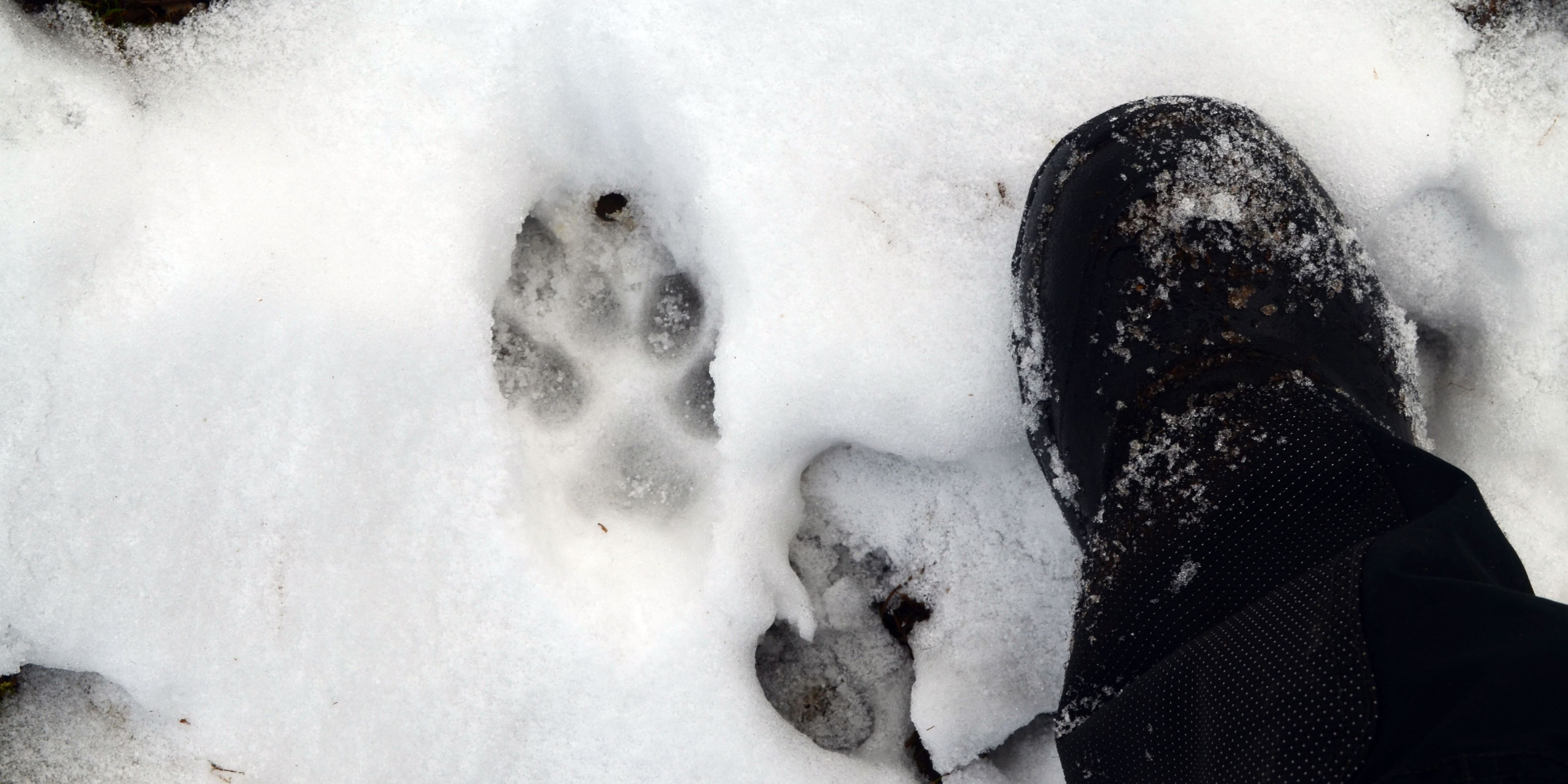 Ein Volunteer in der Slowakei haelt seinen Fuss neben eine Wolfsspur im Schnee