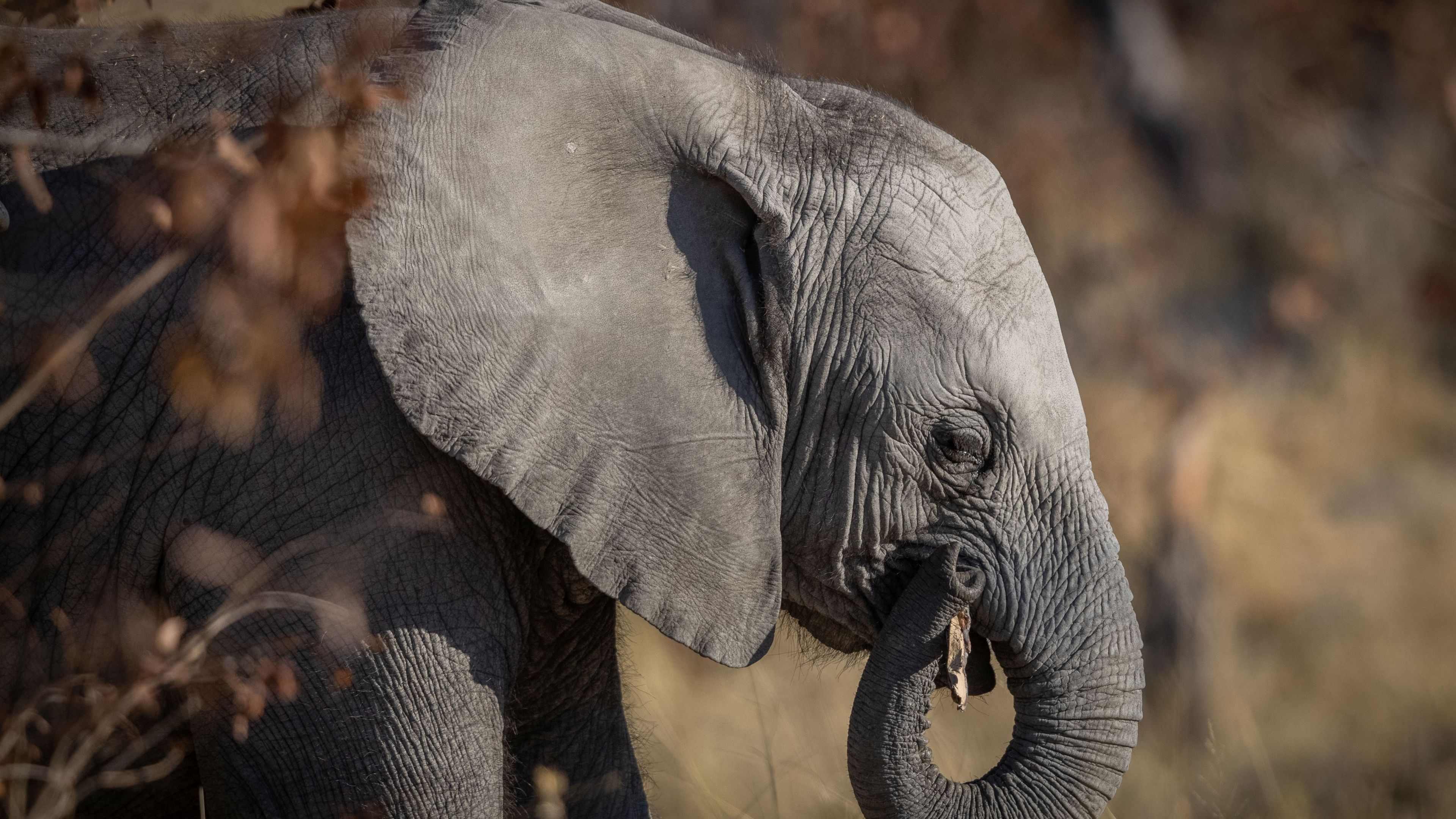 landingpage-freiwilligenarbeit-elefanten-afrika-elefant-natucate