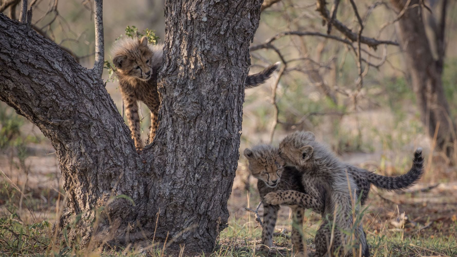 blog-ratgeber-fuenf-gruende-ranger-ausbildung-afrika-geparden-natucate