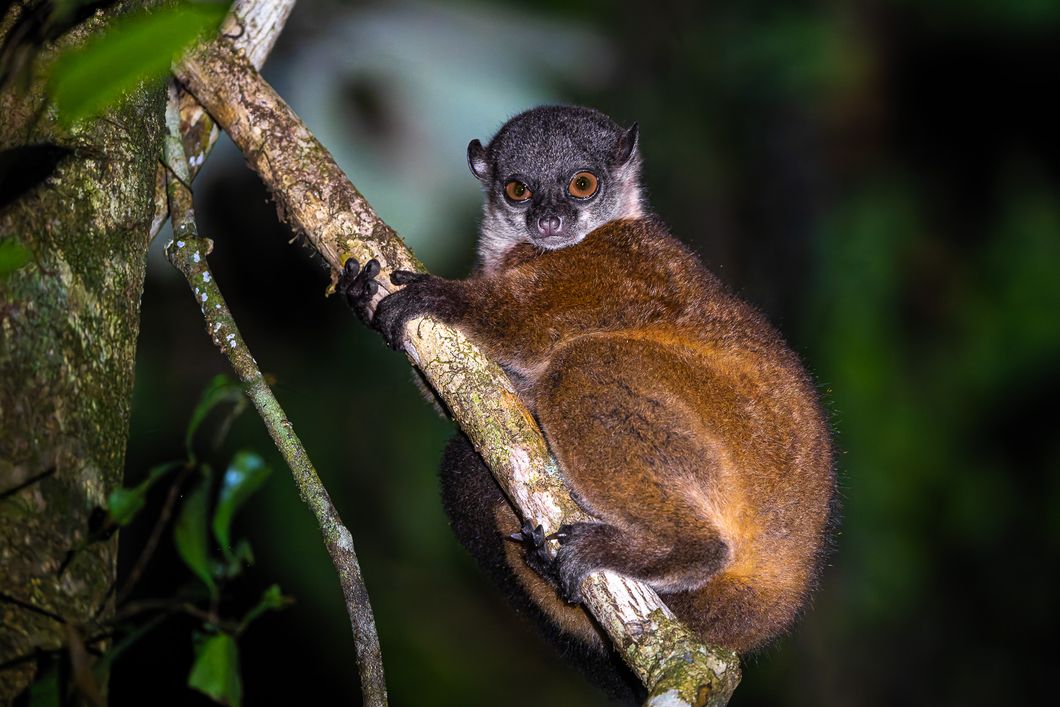 natucate-madagascar-pwe-mody-brown