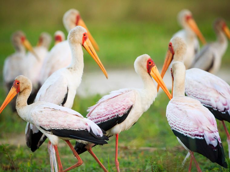 travel-guide-malawi-liwonde-nationalpark-yellow-billed-stork