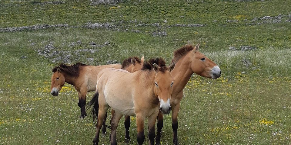 Eine kleine Gruppe von vier Prezewalski-Pferden steht eng zusammen auf der begrünten Fläche