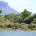 reiseorte-suedafrika-marakele-nationalpark-tiere-natucate
