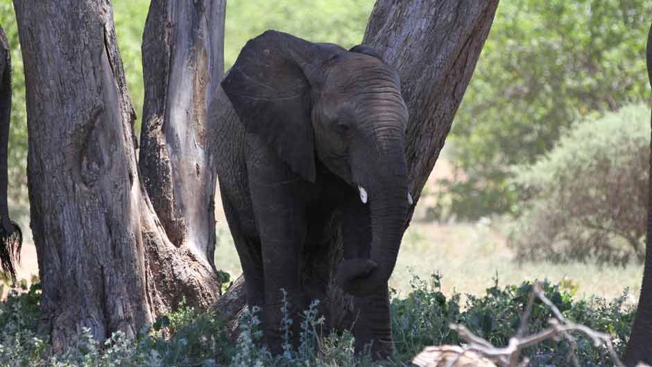 unterschiede-asiatischer-afrikanischer-elefanten