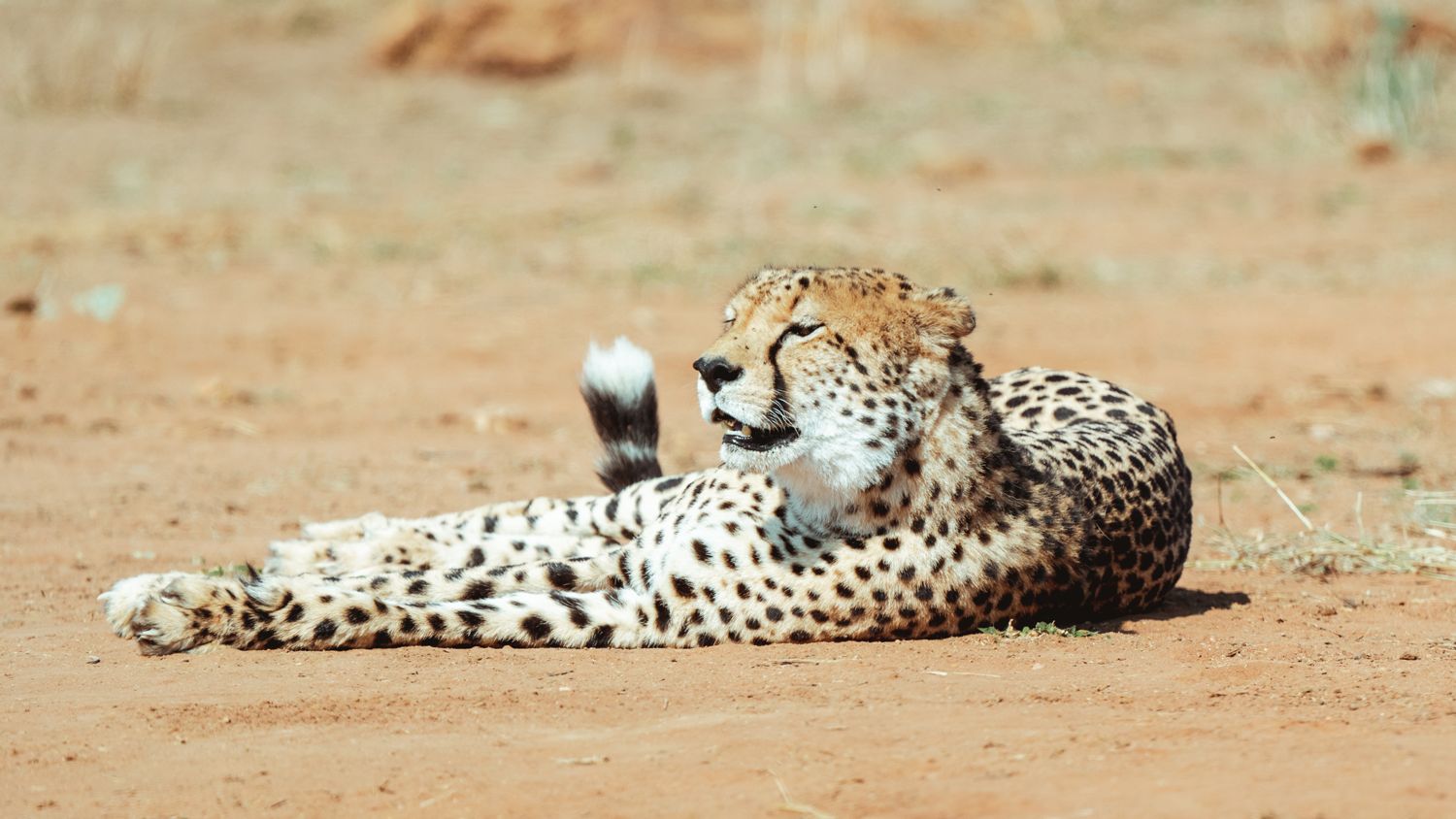 freiwilligenarbeit-suedafrika-siyafunda-wildlife-monitoring-leopard-natucate