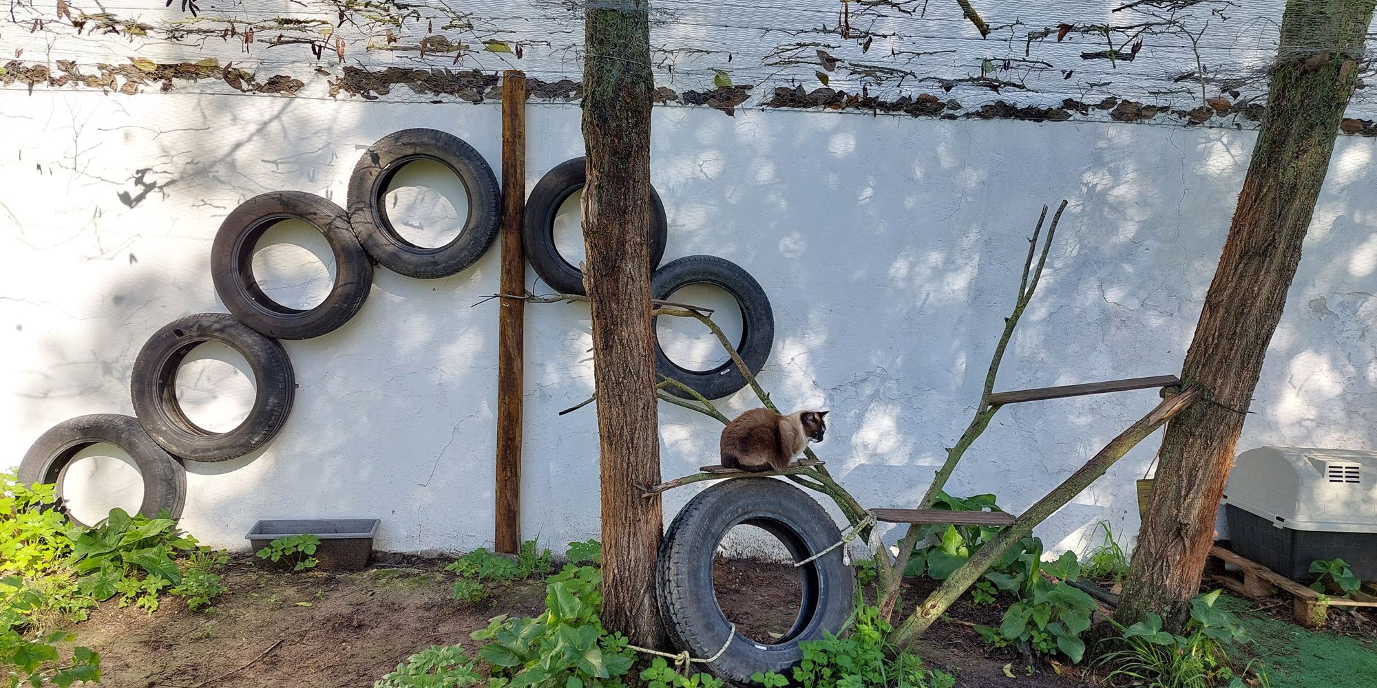 Im Außengehege der Katzen sind an einer weißen Wand mehrere schwarze Autoreifen in einem Bogen angebracht. Ein zusätzlicher Reifen ist an einen der beiden vorhandenen Baumstämme angelehnt und eine Katze sitzt darauf.