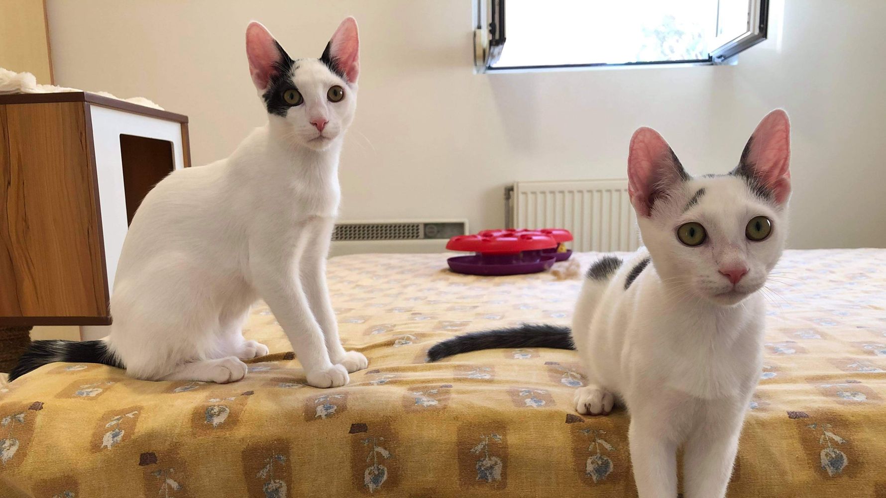 erfahrungsbericht-freiwilligenarbeit-griechenland-tierschutz-caroline-katzen-zimmer-natucate