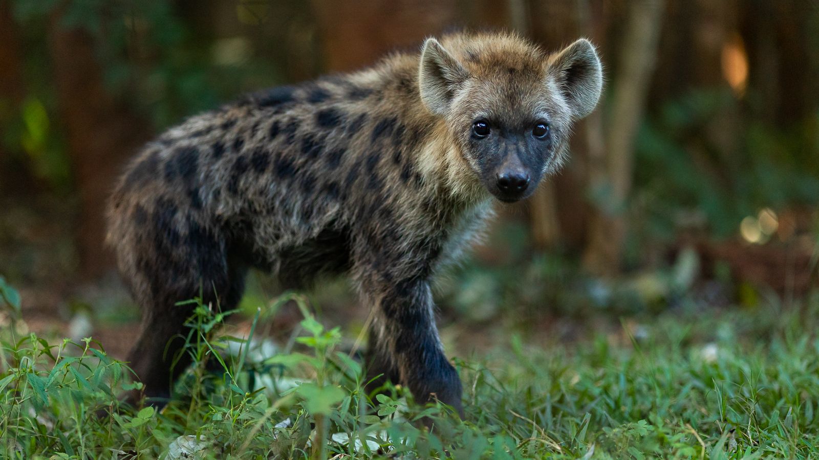 volunteering-malawi-sanctuary-baby-hyena