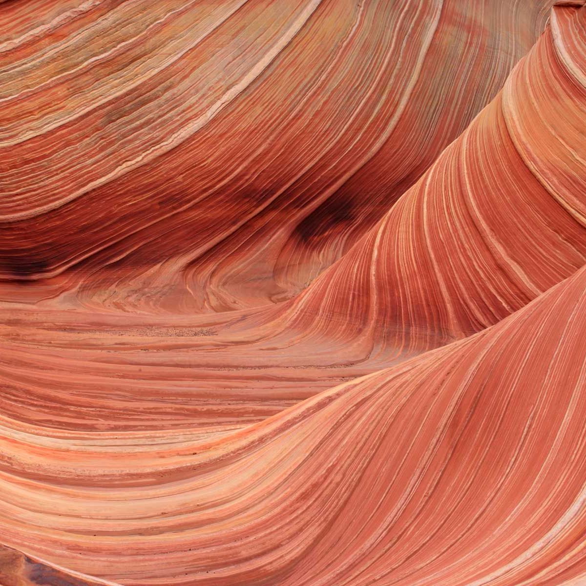 Sabbatical in Arizona: The Wave an den Coyote Buttes