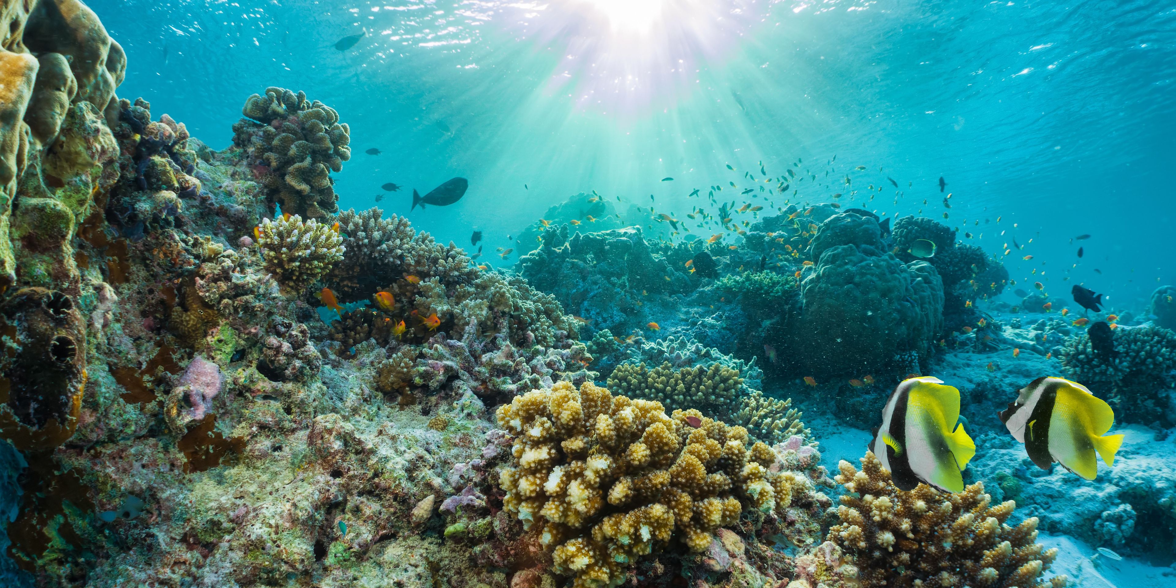 Korallenriffe mit Fischen
