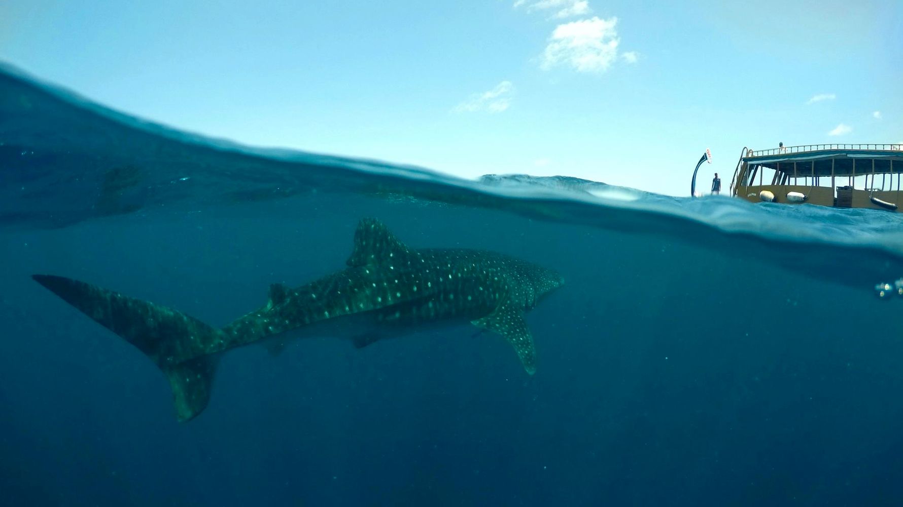 artenschutz-gefaehrdete-walhaie-malediven